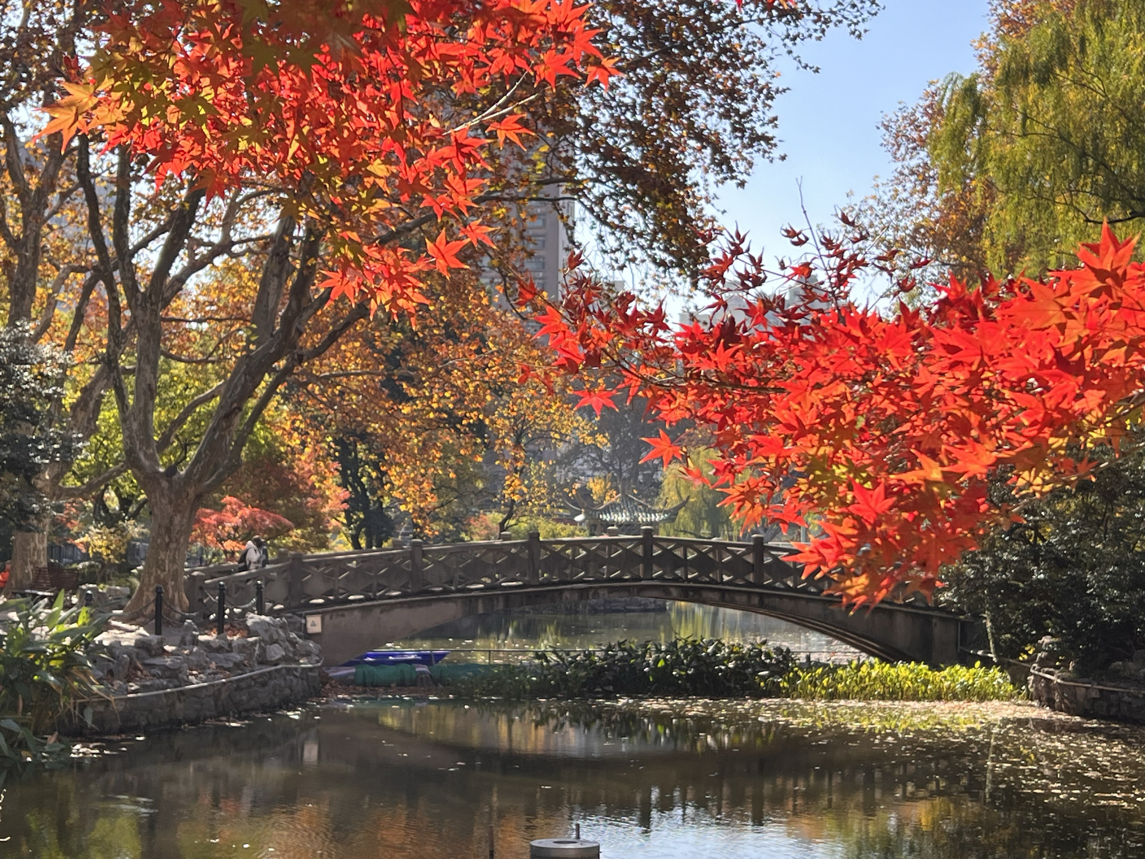 深秋的鲁迅公园，赏枫的好地方！