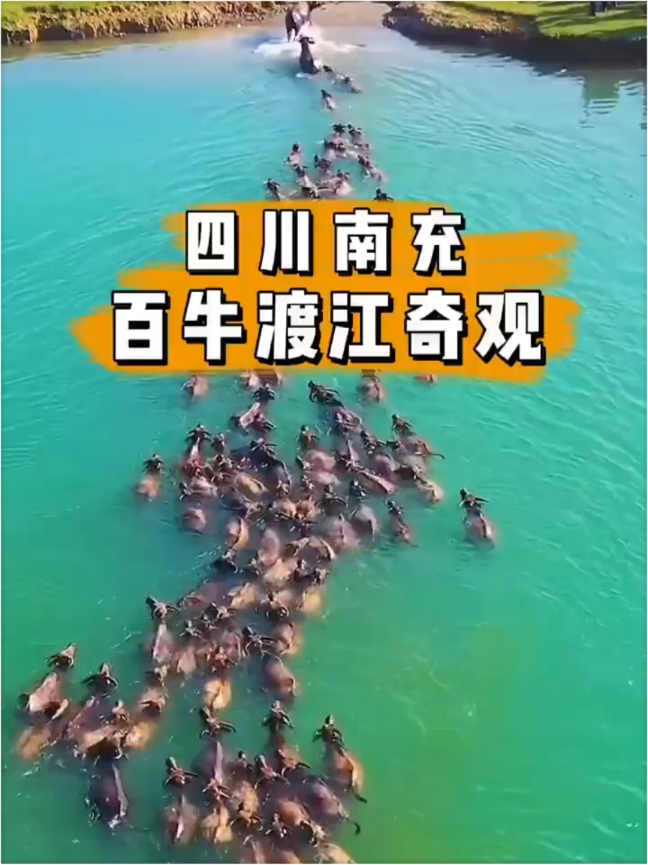 在中国也能看到的非洲动物大迁徙，四川南充，百牛渡江奇观。#旅