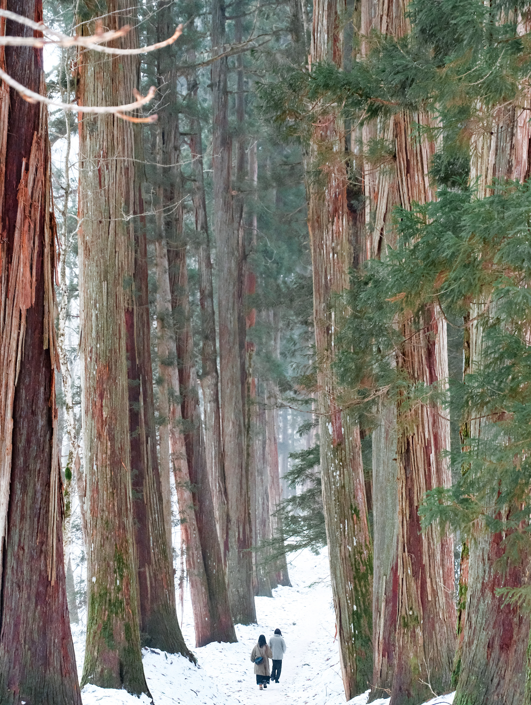 🇯🇵 日本小众旅行地 | 震撼的巨型杉林