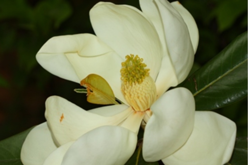 荷花木兰（Magnolia grandiflora L.），木兰科北美木兰属常绿灌木或乔木。叶子椭圆