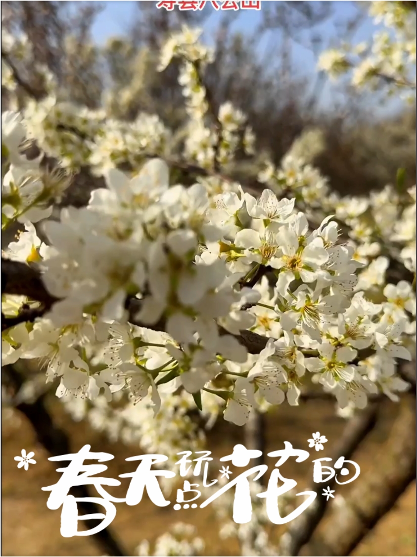 春暖花开，来寿县八公山看梨花桃花油菜花你准备好了吗？#寿县 #感受大自然的气息和美景 #乡愁记忆 #