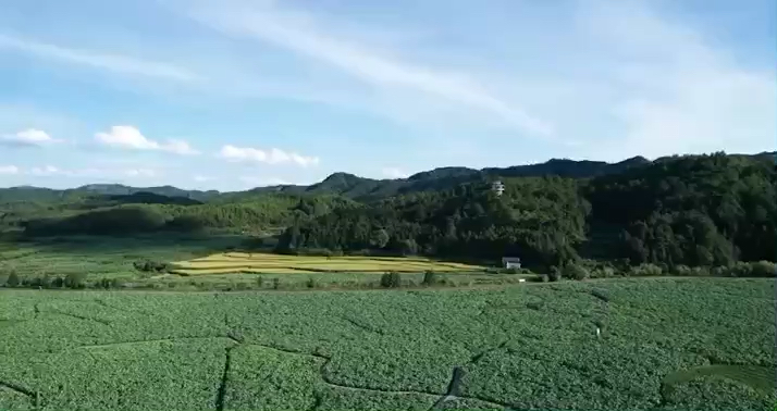 有一个村庄，它夏天的美艳列入了世界纪录，这里是中国莲花第一村江西广昌县瑶西村，一千多亩的荷塘像画一样