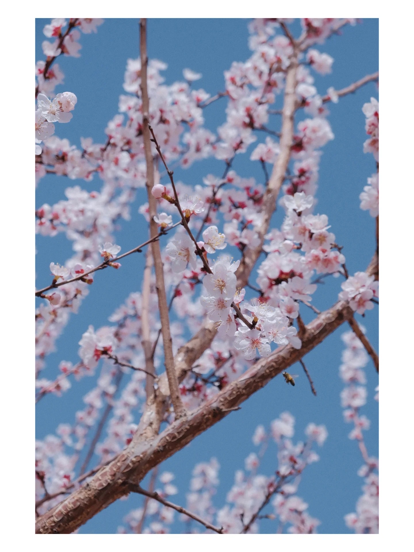 遇见新疆的春天🎀吐鲁番赏杏花攻略✍🏼