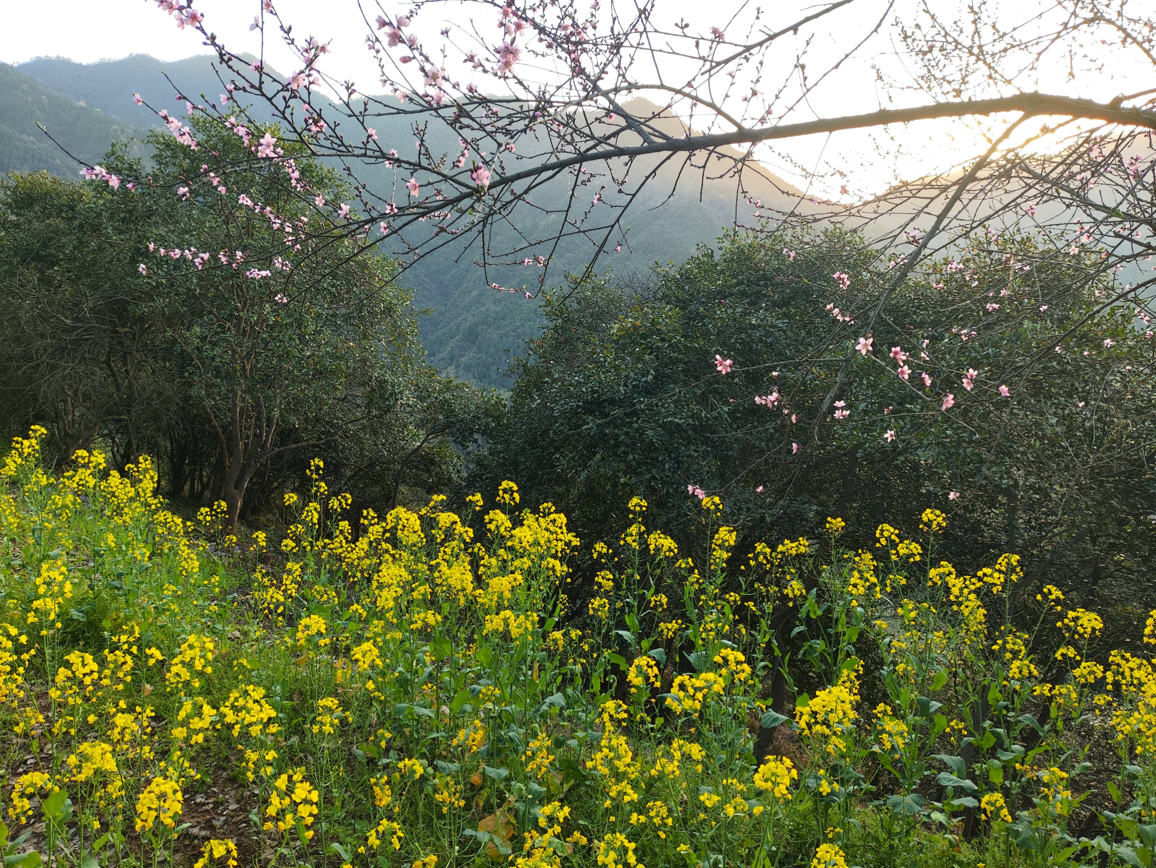 等待与你邂逅的不只是油菜花，还有桃花