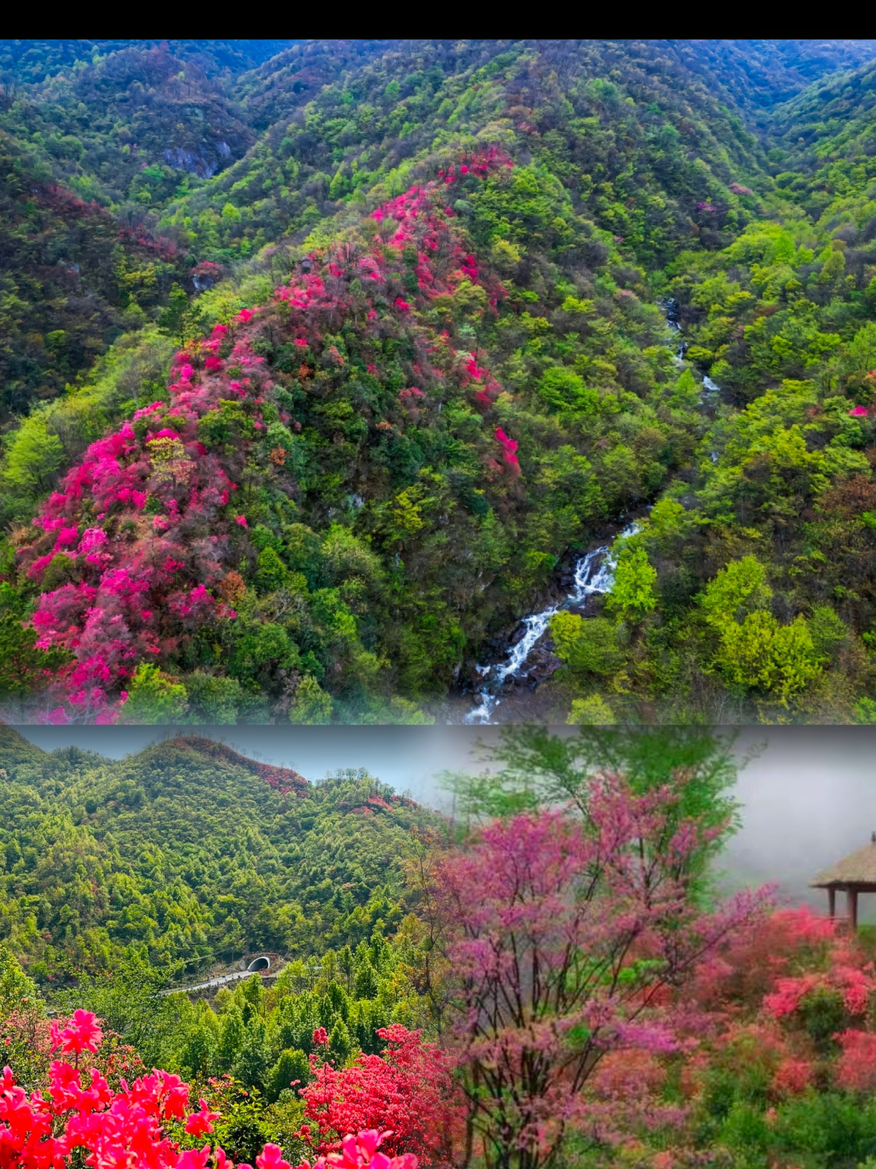 金寨摸云尖：映山红花海，美如画卷