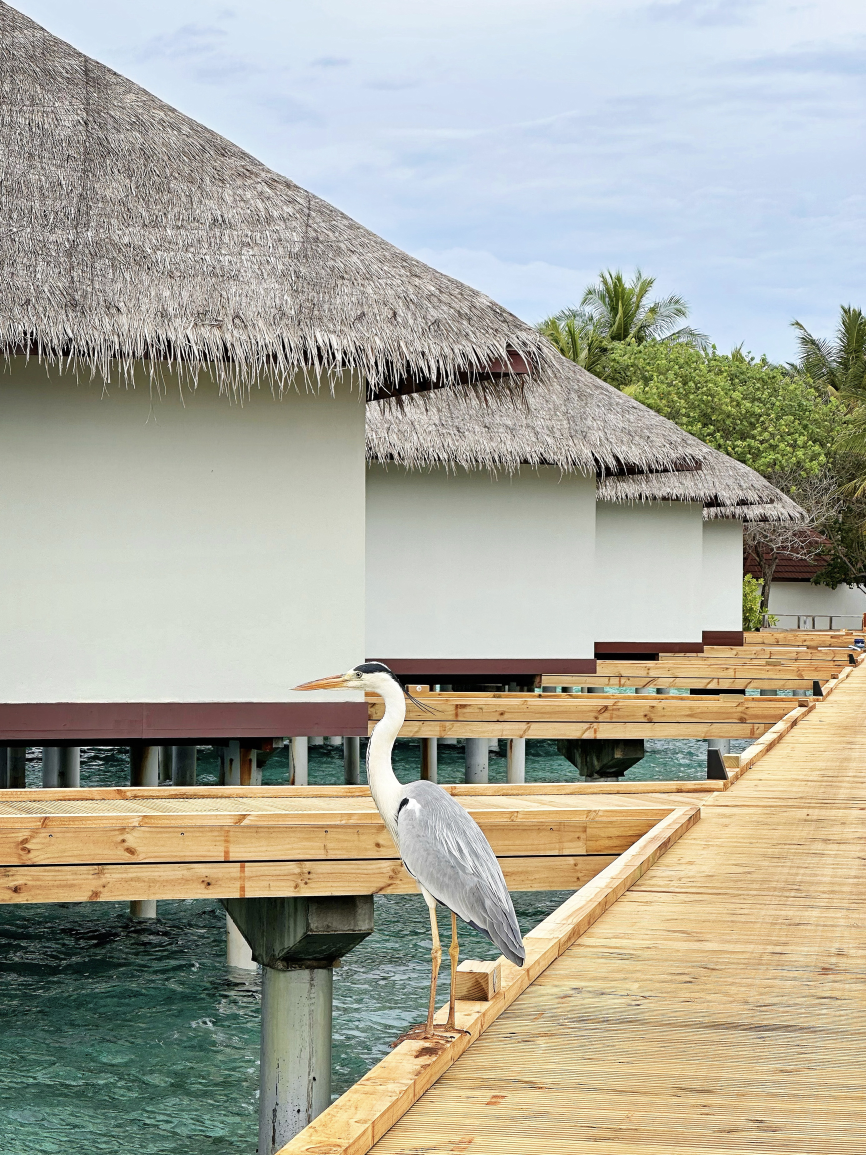 马尔代夫维拉沙鲁岛度假村～快艇25分钟即可到达的度假天堂！