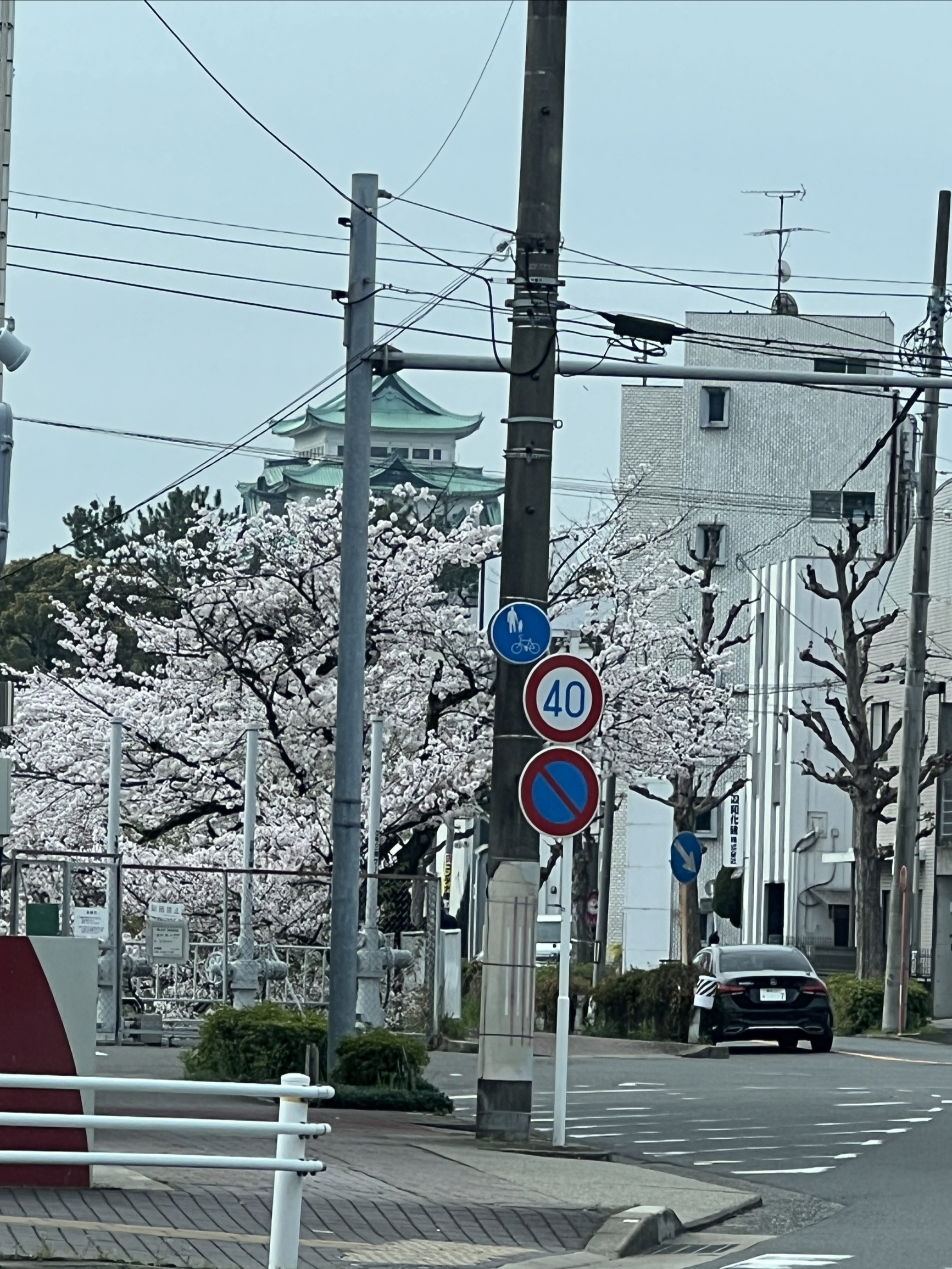 日本樱花季🌸