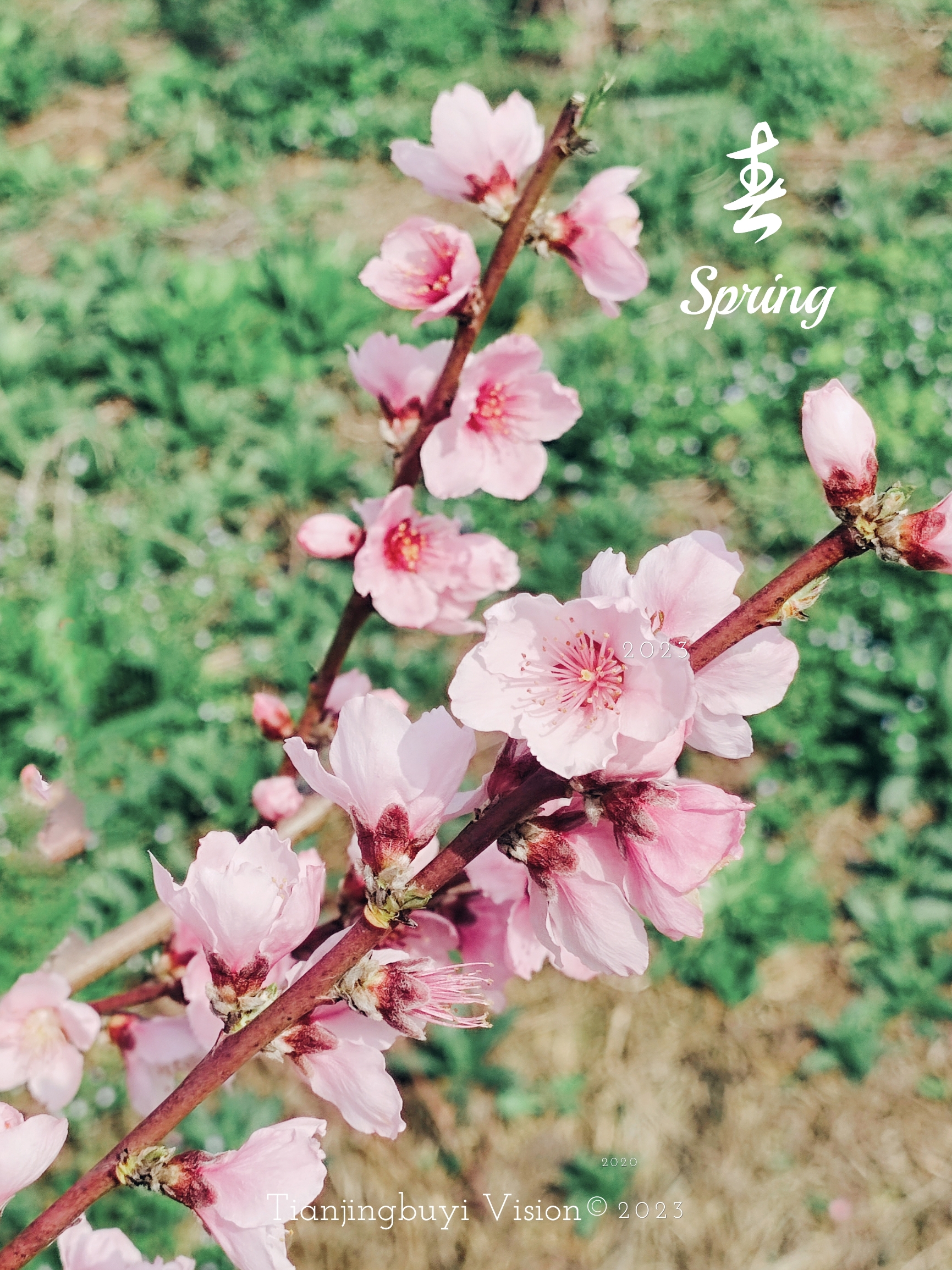 桃花朵朵开(瑞华果园)