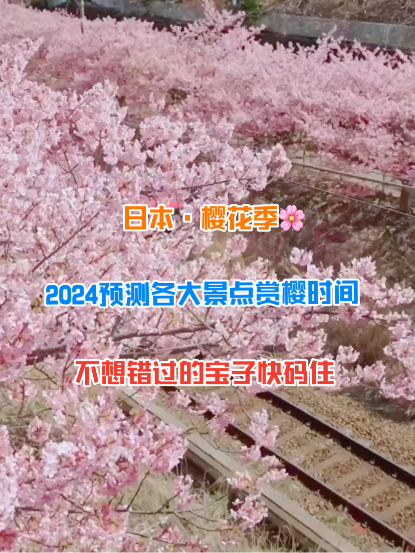 “樱花之国🌸”2024各大景点的赏樱时间⏰