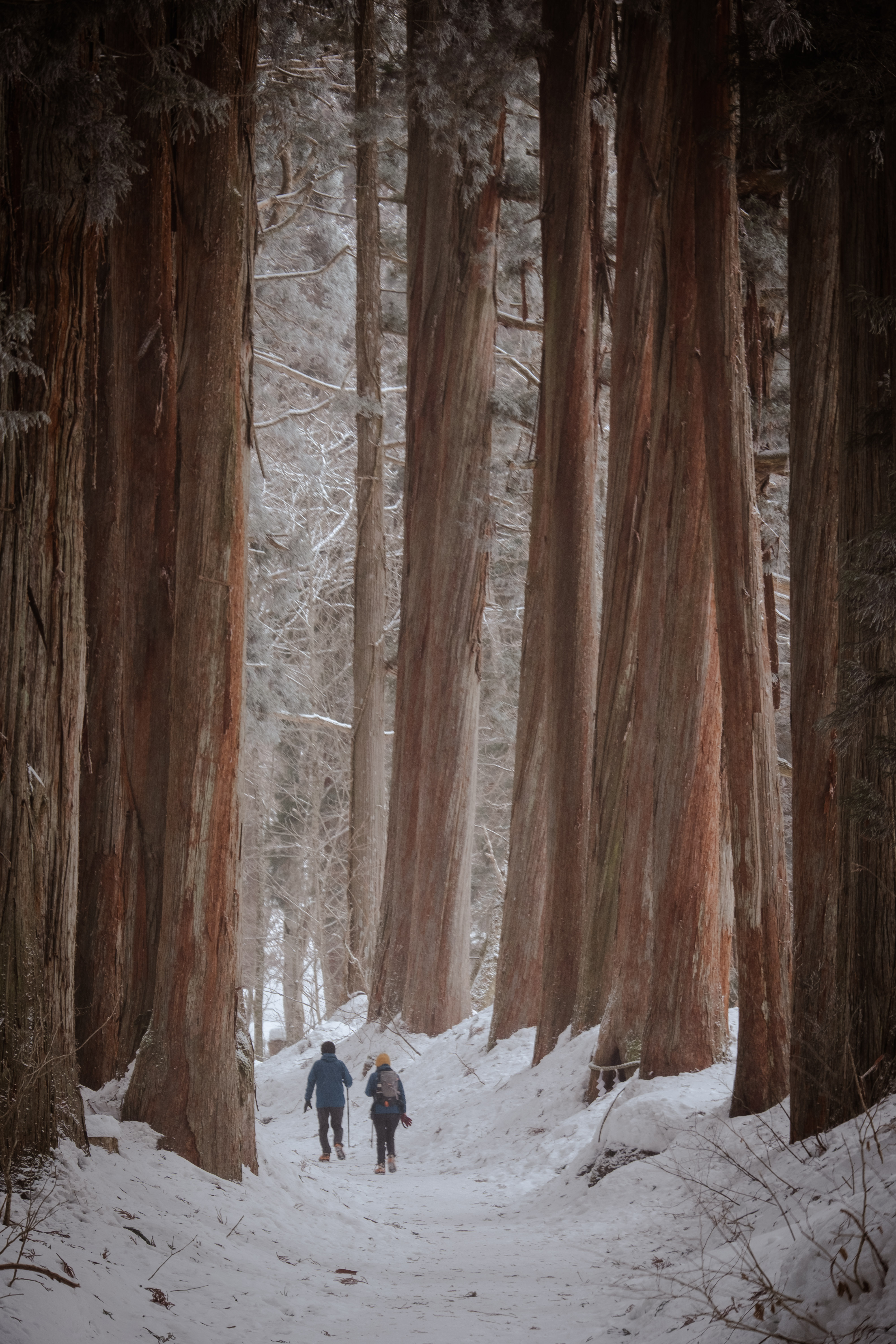 为了这座绝美神社，我在雪地中狂走2万步