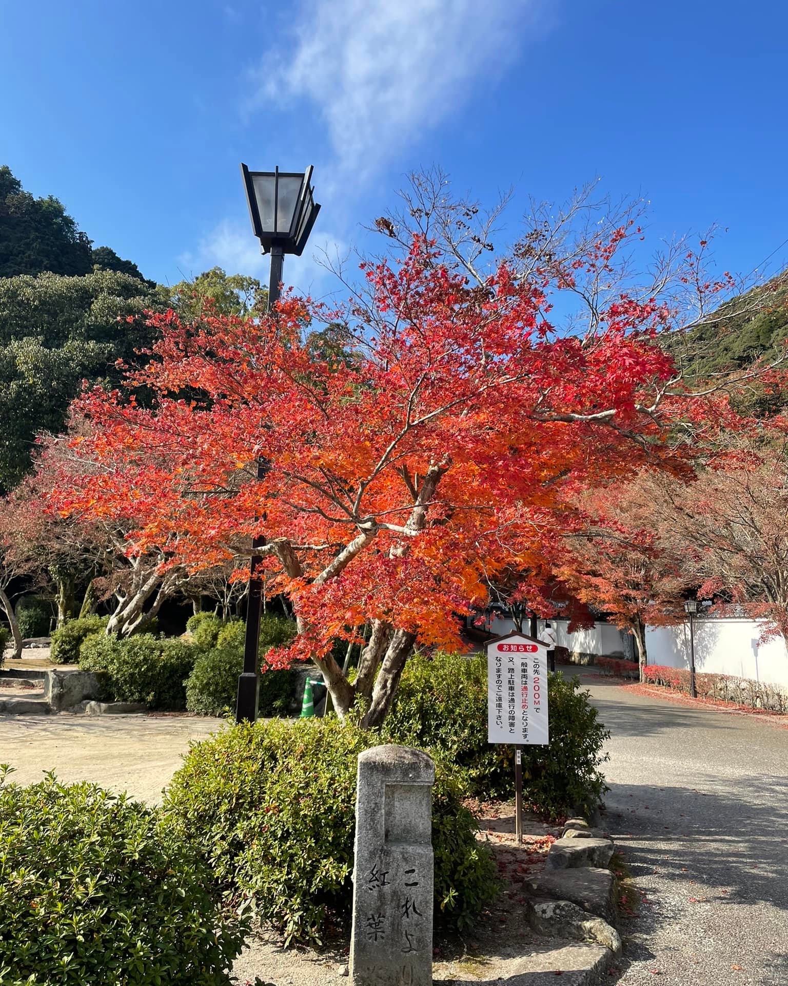 日本山口县红叶谷公园：朱红明橙，古朴寺院的治愈之旅