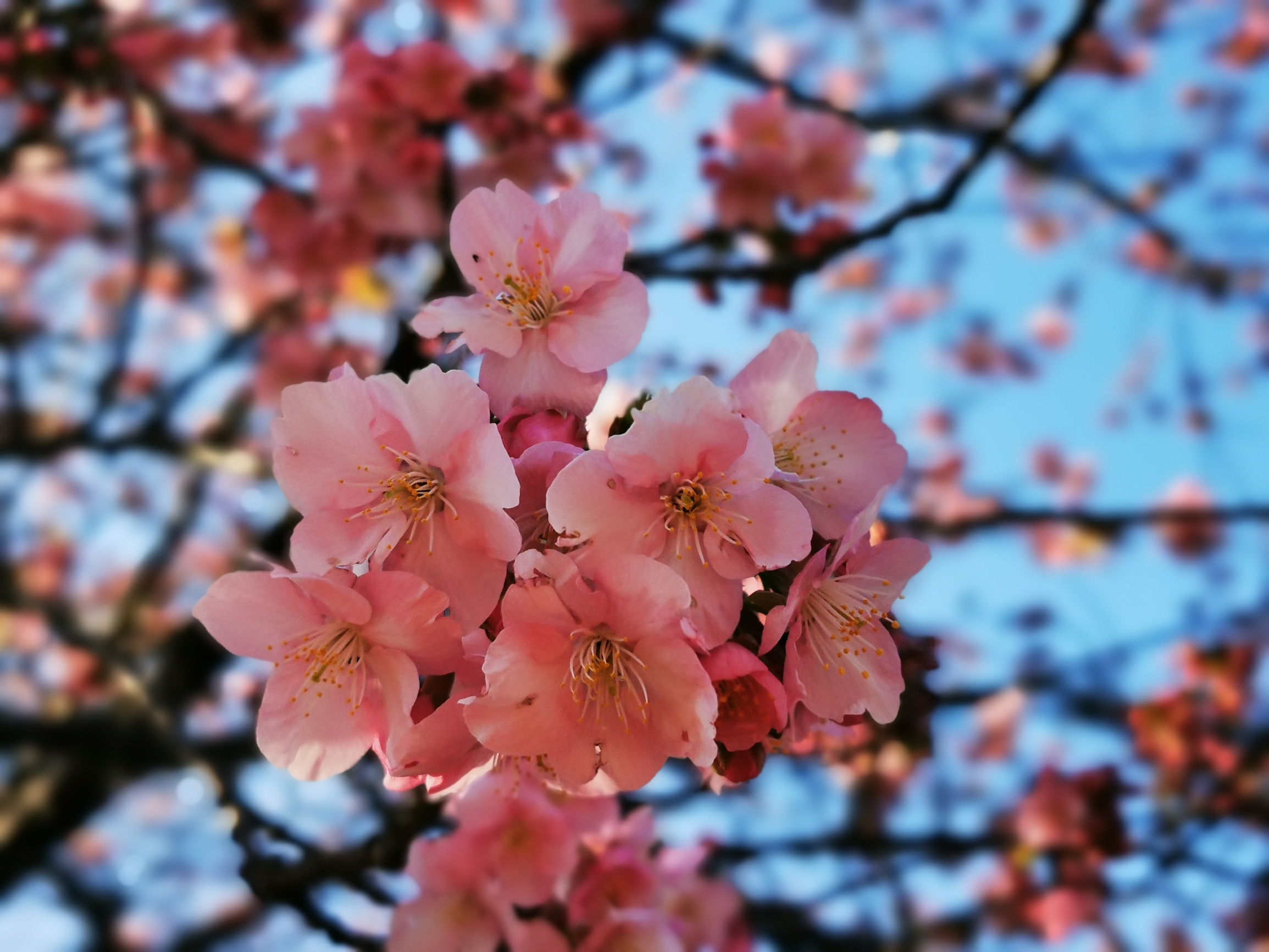 春节期间去日本，没想到在镰仓的江之岛看到了樱花，虽然没有漫山遍野那么绚烂，但在这个季节这个地方能看到