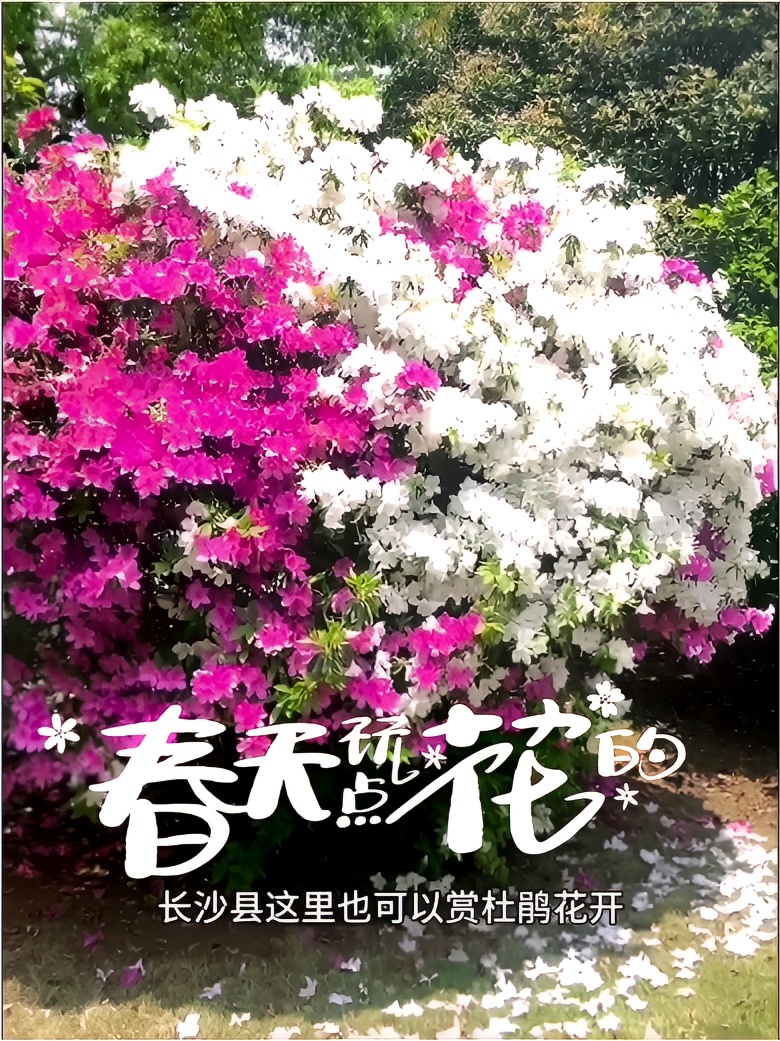 长沙县这里也可以欣赏到非常好看的杜鹃花