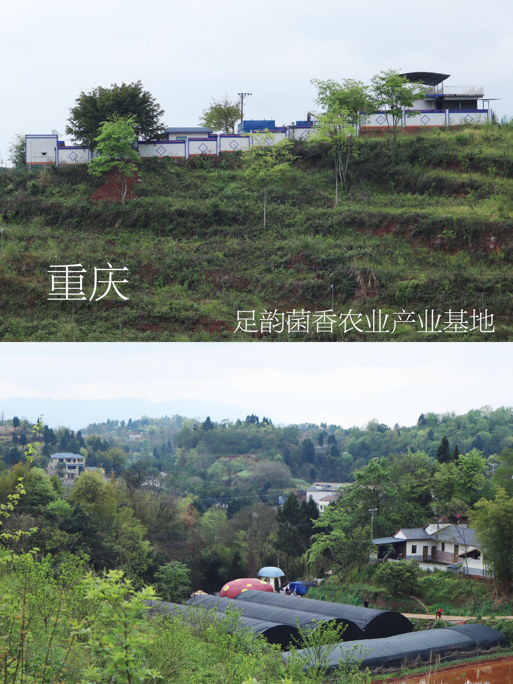 雨后采蘑菇基地，大自然的神笔