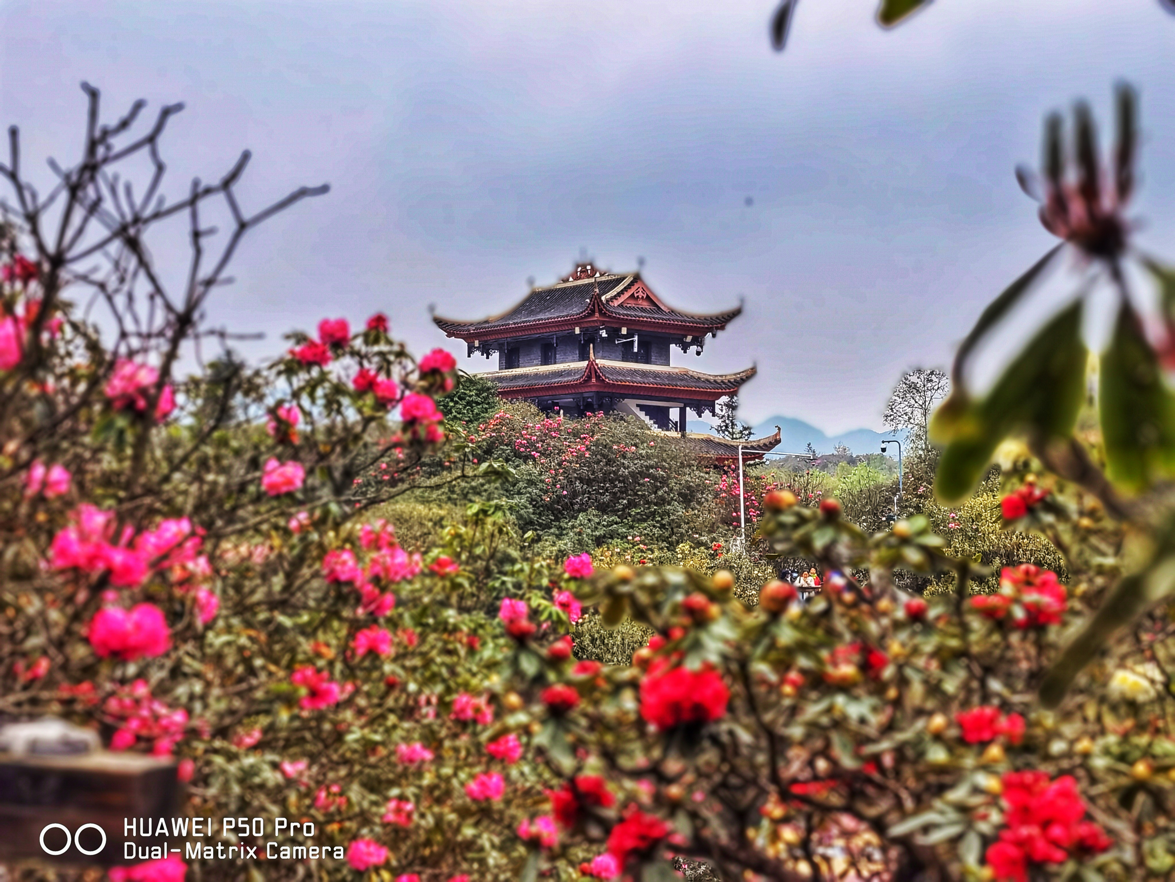 百里杜鹃之金坡景区