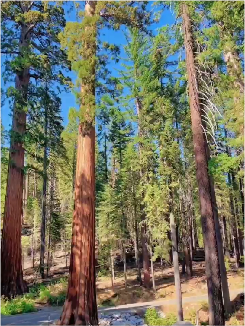 加州公园