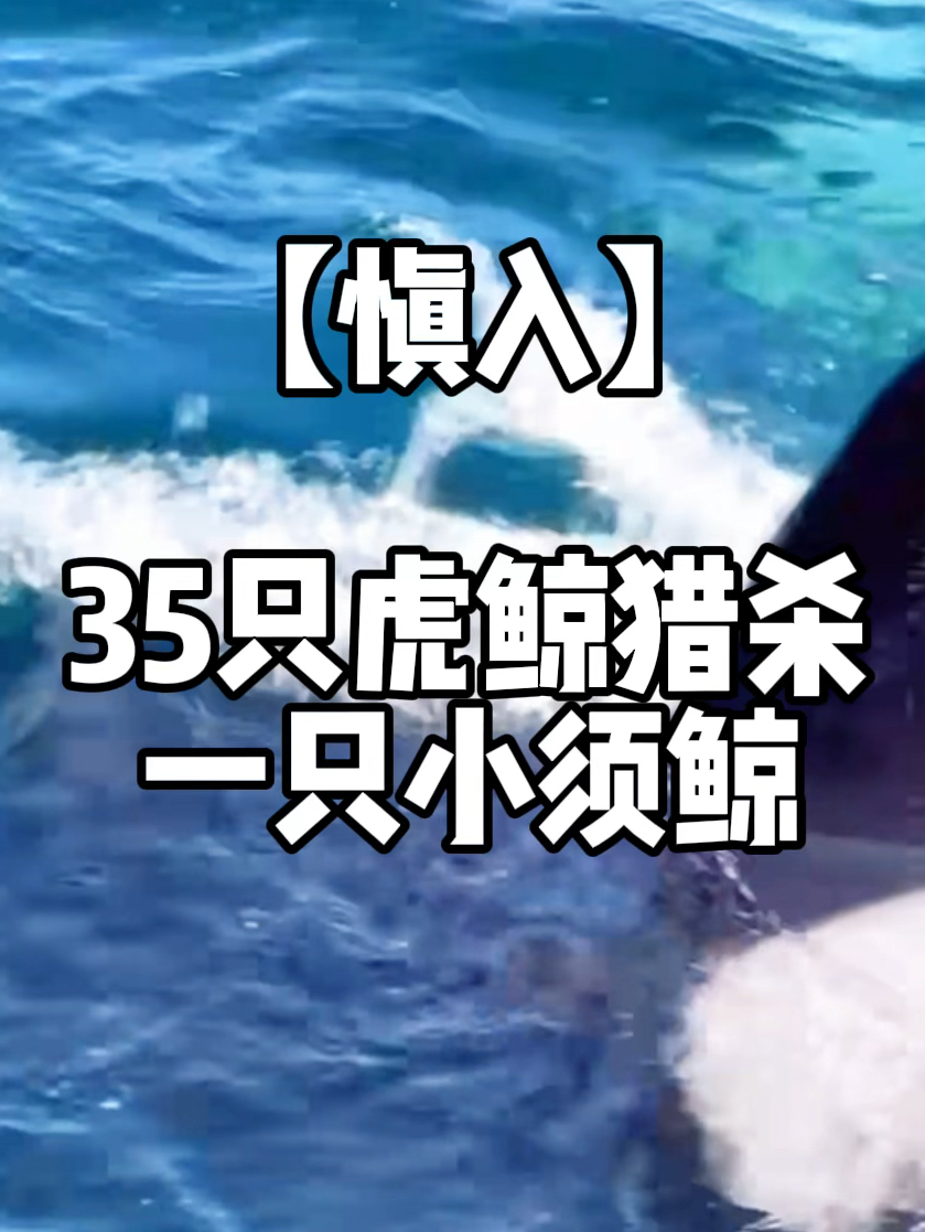 35只虎鲸集体行动，捕杀了这只可怜的小须鲸！