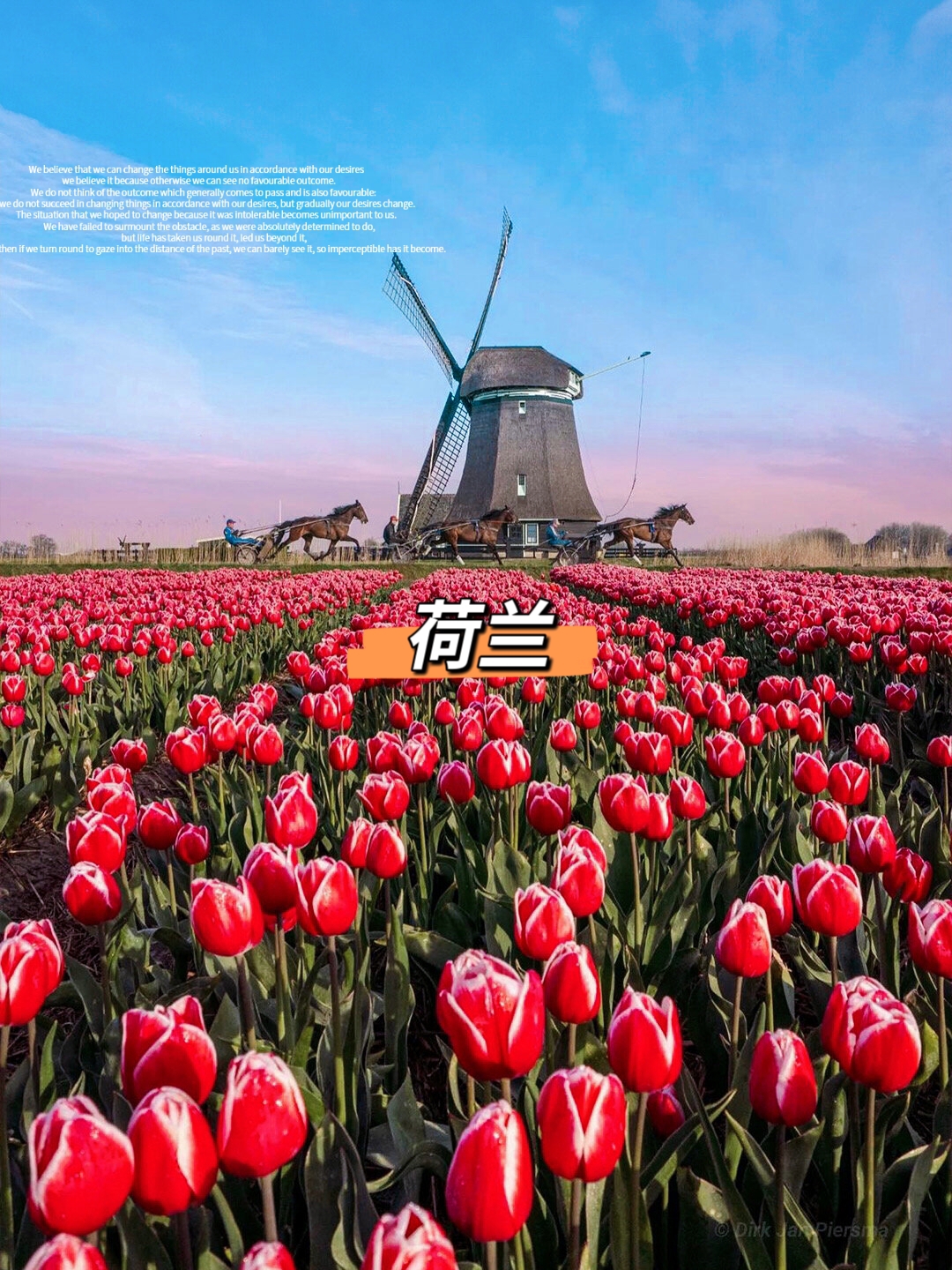 现实版莫奈花园🎨荷兰的春天，真的美到爆表💕