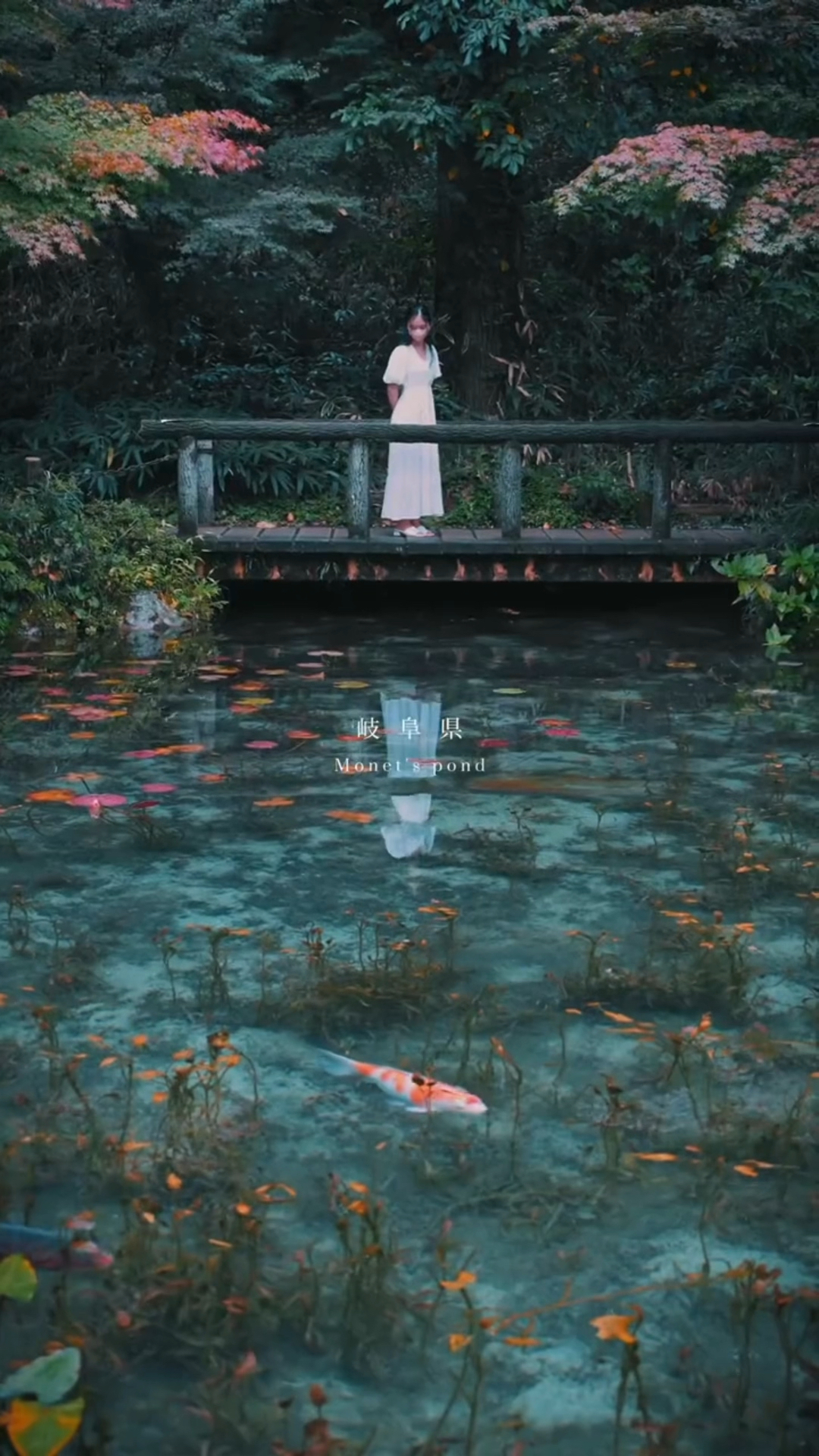 在日本我发现了莫奈大师的莲池
