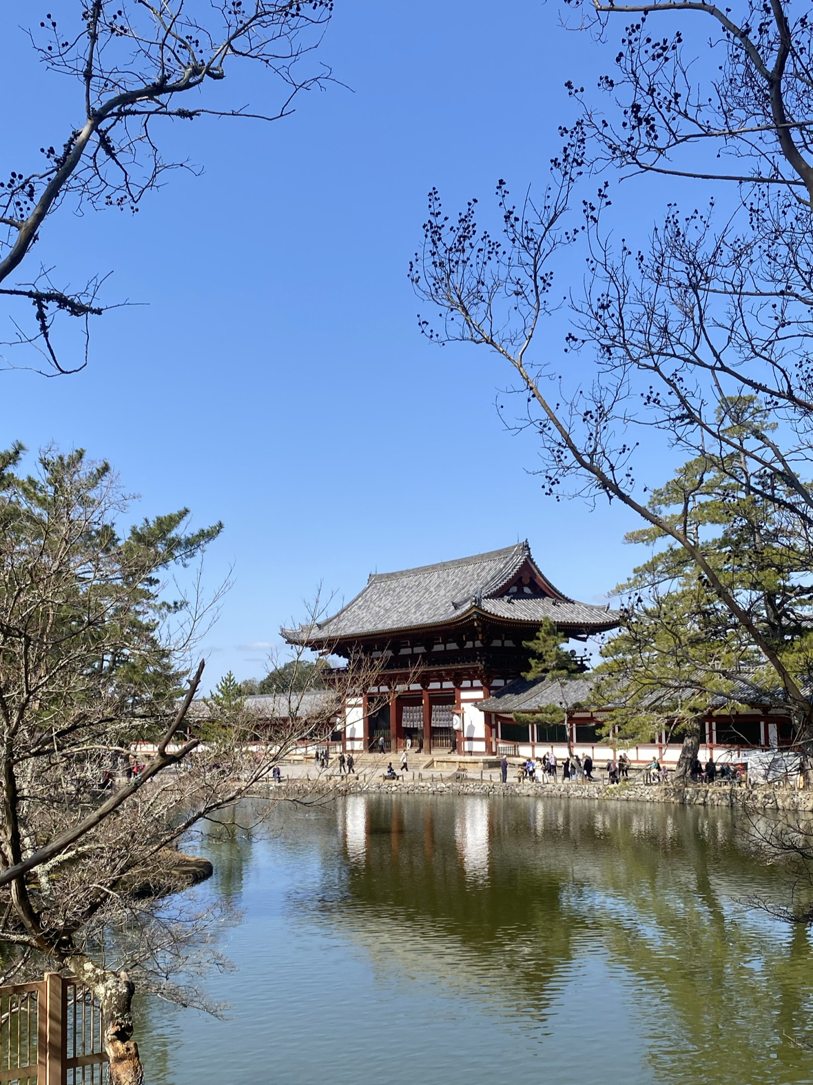 日本ㅣ奈良东大寺ㅣ正确喂鹿时间点ㅣ不回头路径