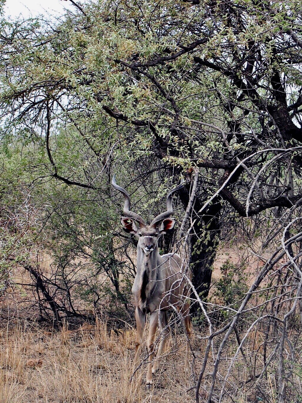 🦒狂野非洲｜探秘比林斯堡野生动物保护区