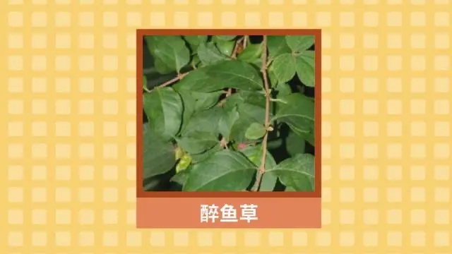 醉鱼草，中药名。为醉鱼草科植物醉鱼草Buddleja lindleyana Fort.的茎叶。分布于