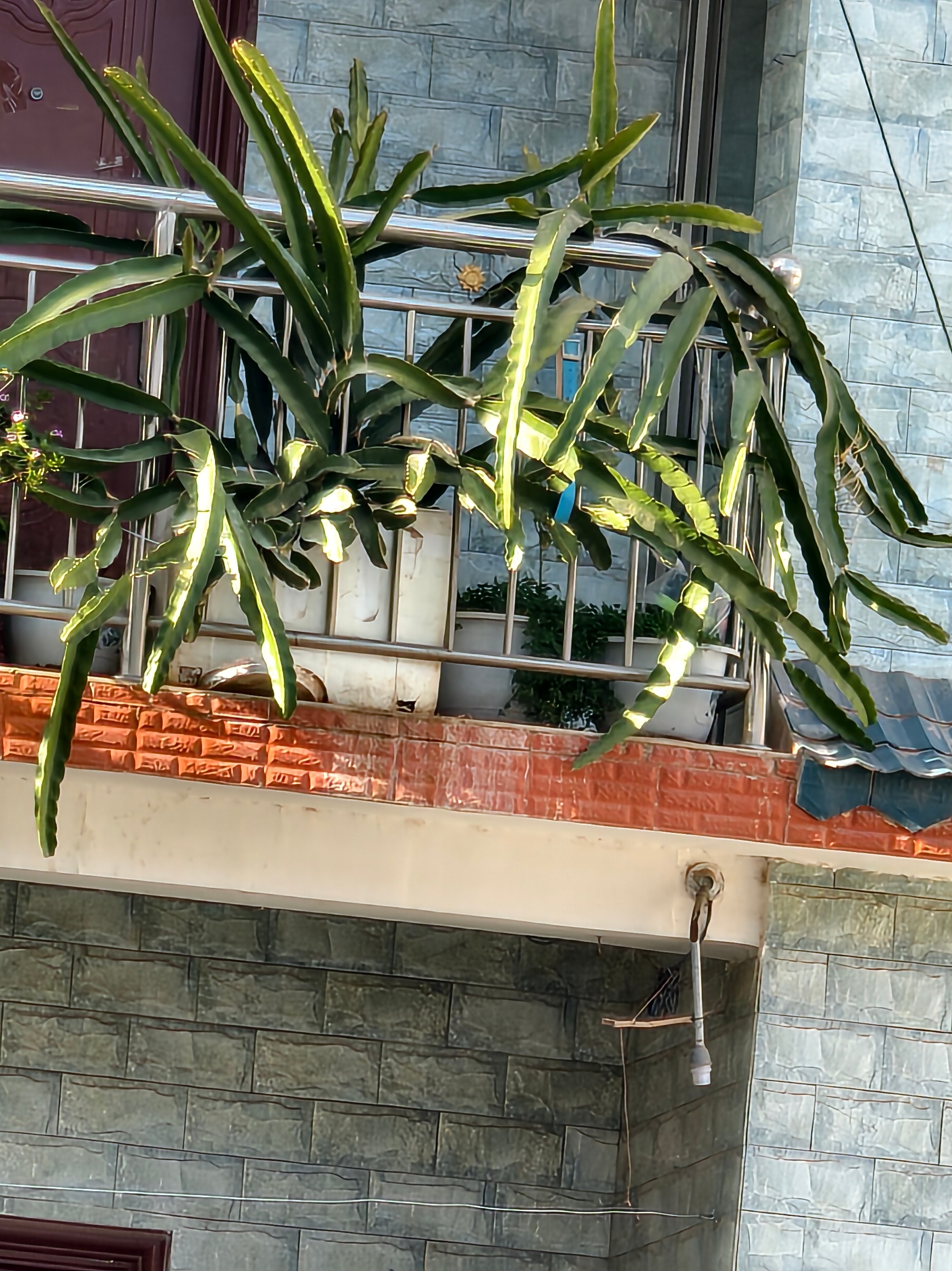 阳台上的植物