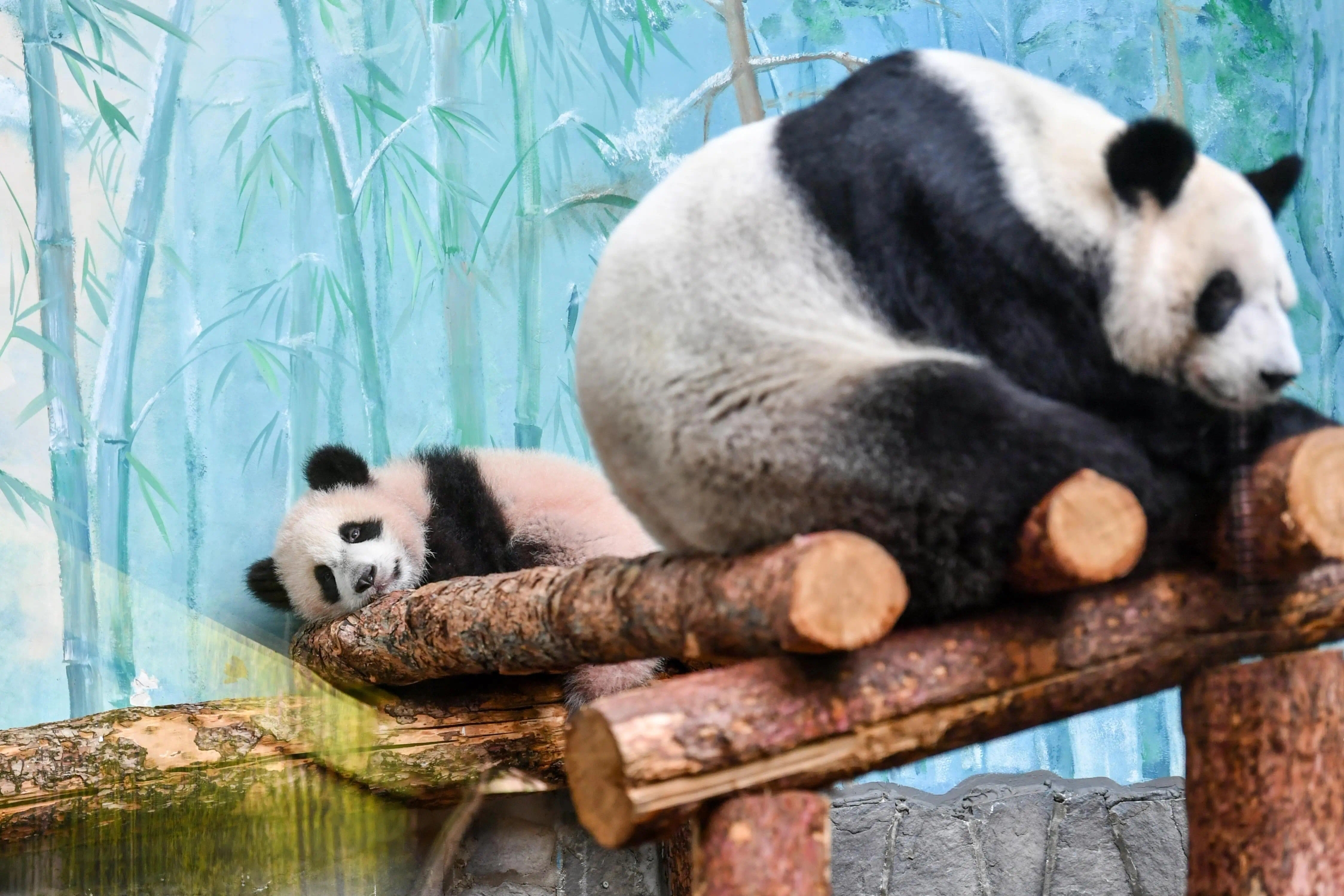 莫斯科动物园大熊猫观赏全攻略