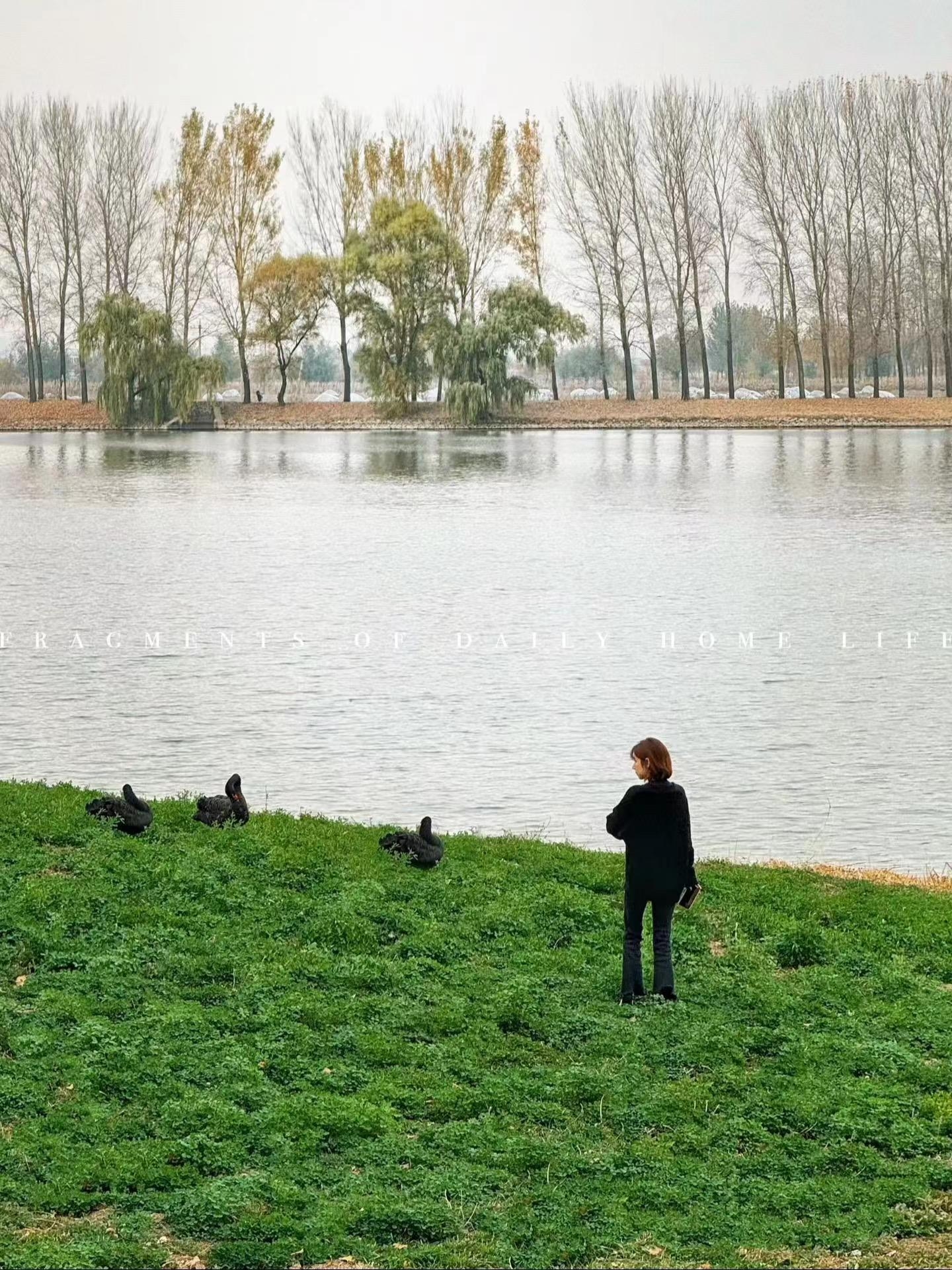 🦢🦢秋日童话里的黑天鹅湖。🦢🦢