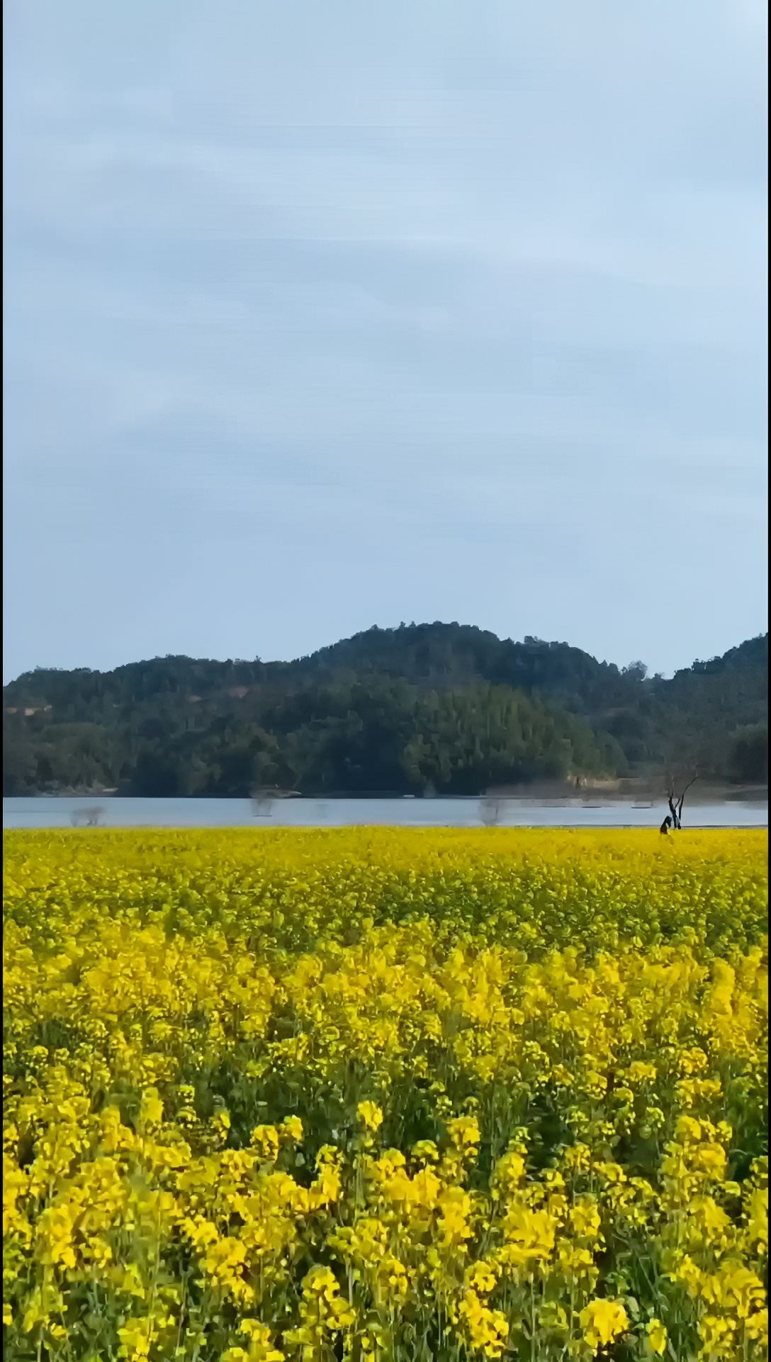 江西宜春明月山的春天