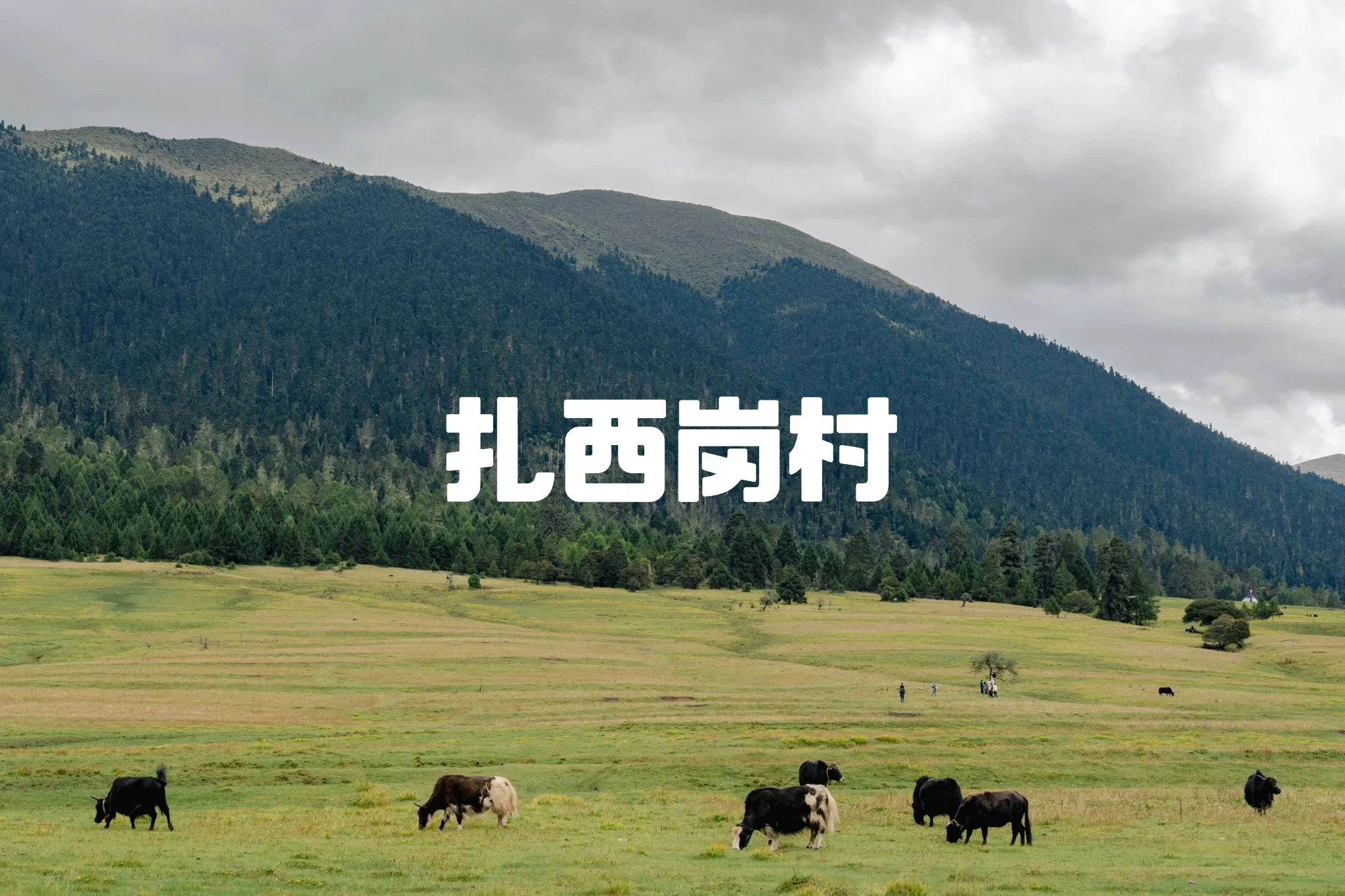 西藏阿里扎西岗—湿地寻梦