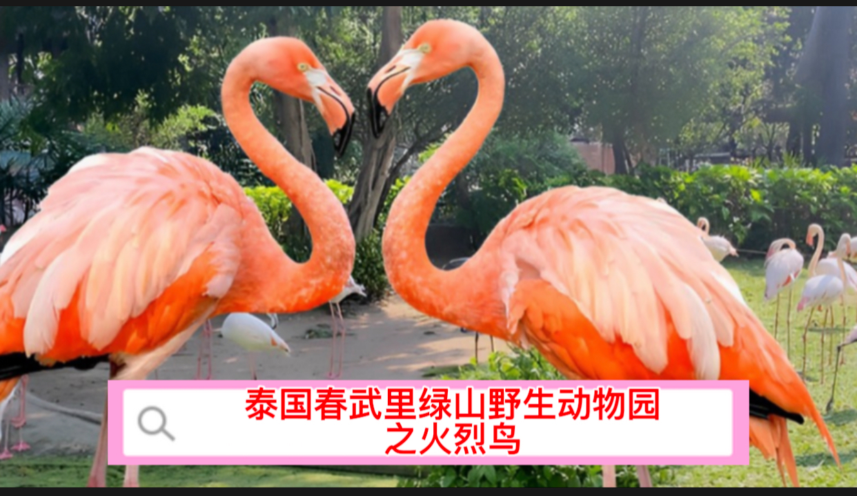 2024泰国春武里绿山开放式野生动物园之火烈鸟篇