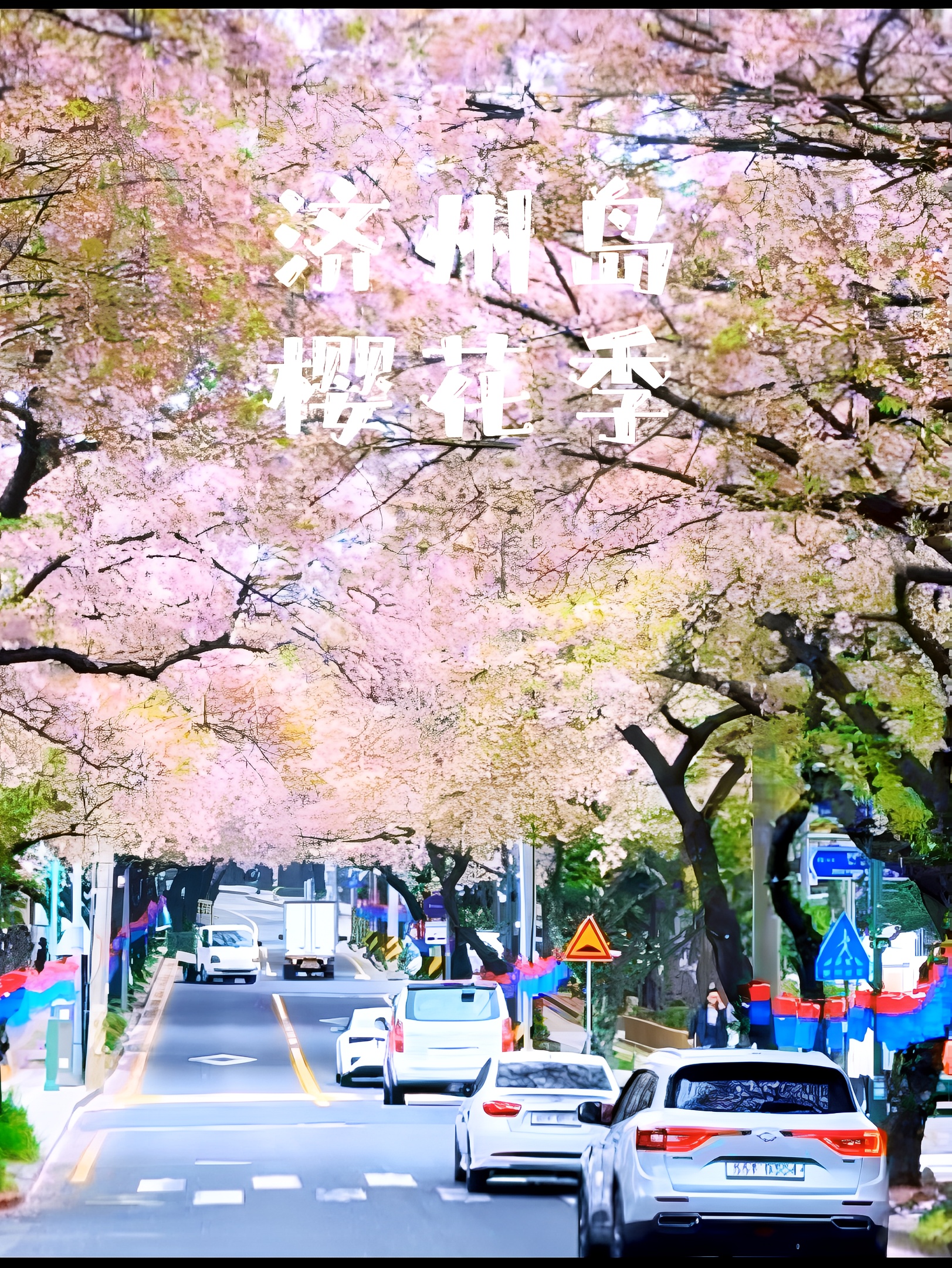 济州岛动漫里的满巷樱花