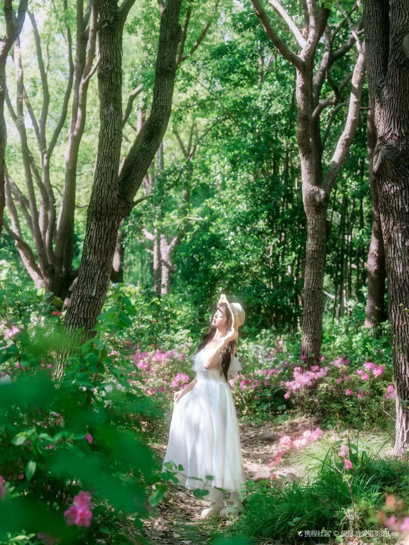 闯入杜鹃花海！滨江森林公园的春日限定浪漫，美到窒息