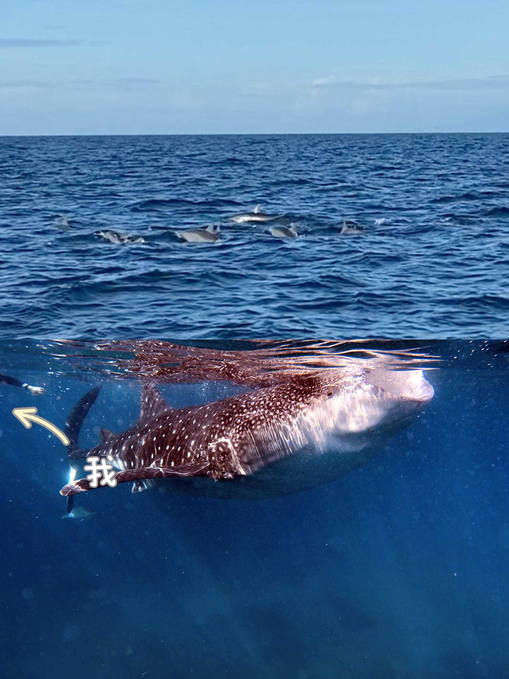 菲律宾Day3和Day4 ：拜斯湾海豚+奥斯洛布鲸鲨