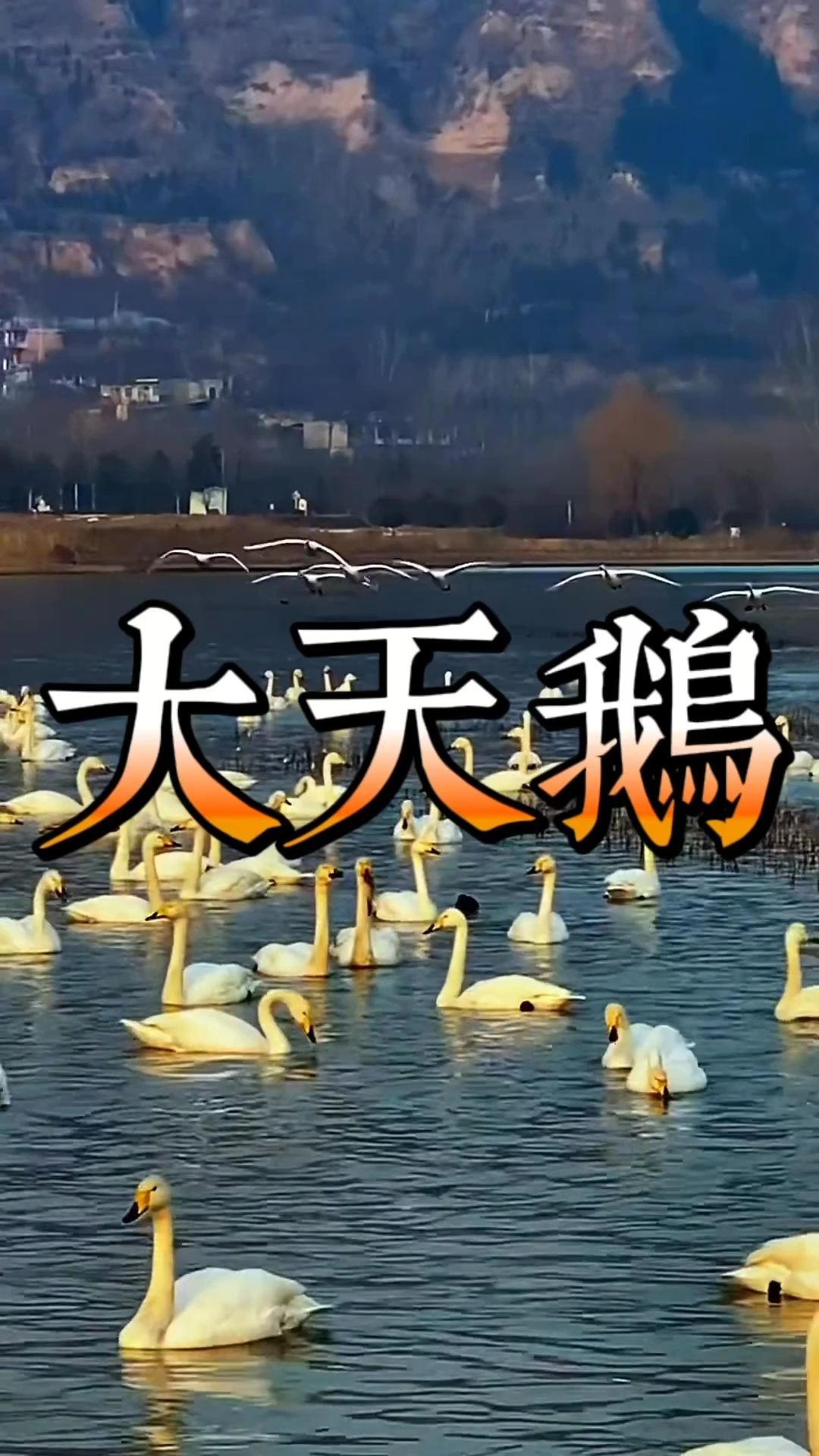 什么是高贵圣洁，🦢天鹅给你答案！