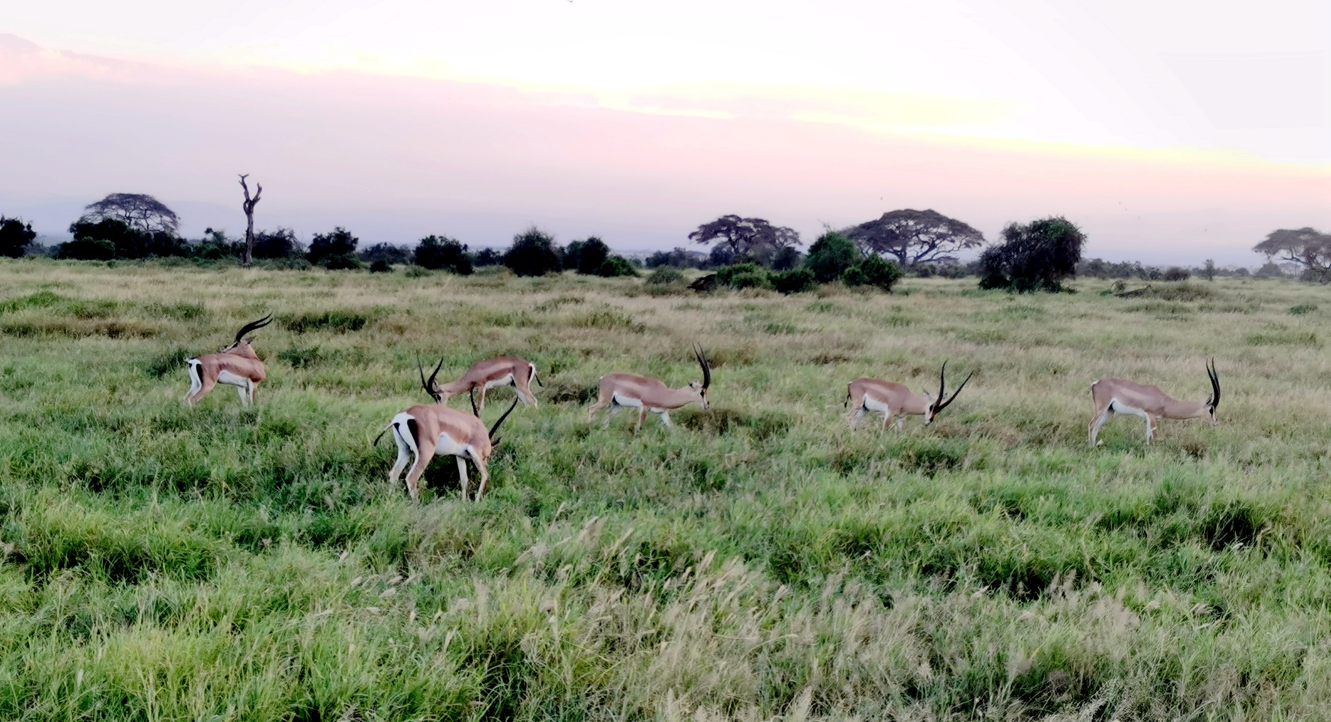 肯尼亚安博塞利国家公园肥壮如牛的羚羊