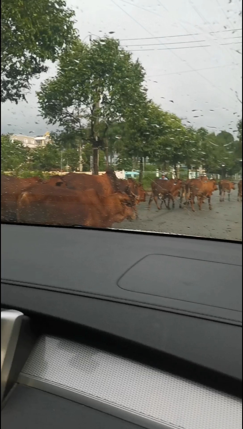 偶遇一群越南黄牛