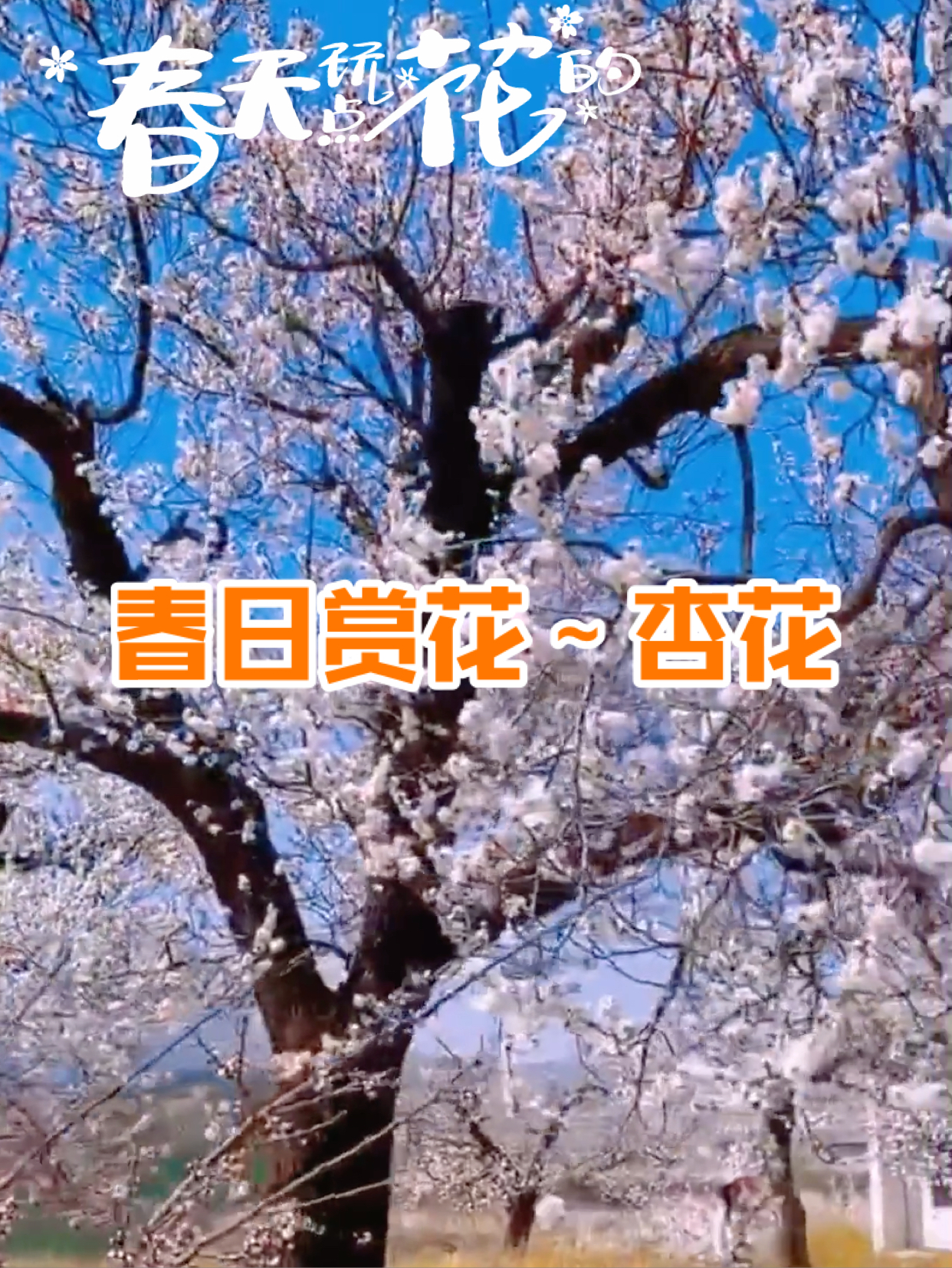 礼泉县的杏花开了