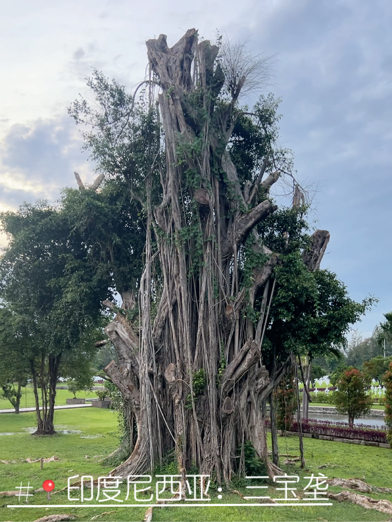 印度尼西亚三宝垄：老树与蝙蝠