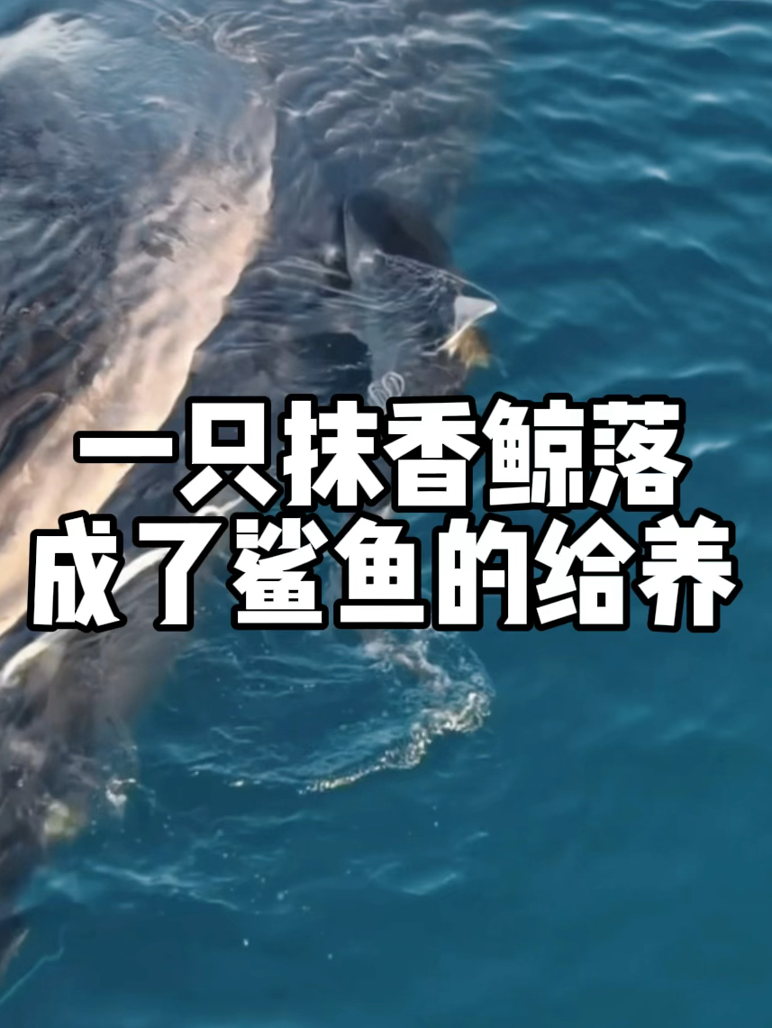一只抹香鲸鲸挂了，成为鲨鱼和其它鱼的美餐！