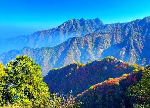 迎客松(陕西翠华山国家地质公园店)