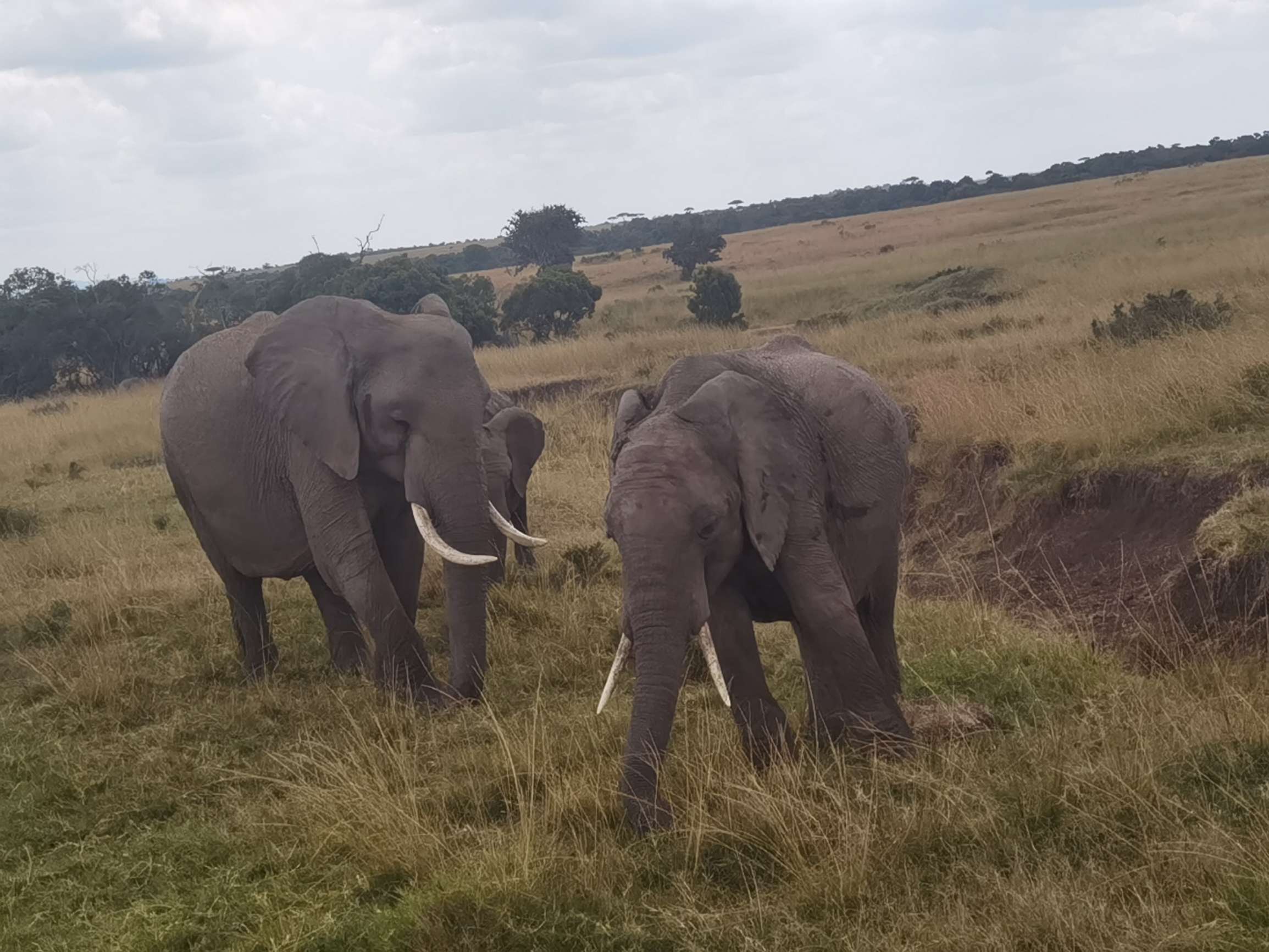 在马塞马拉草原和大象来了个近距离接触。
