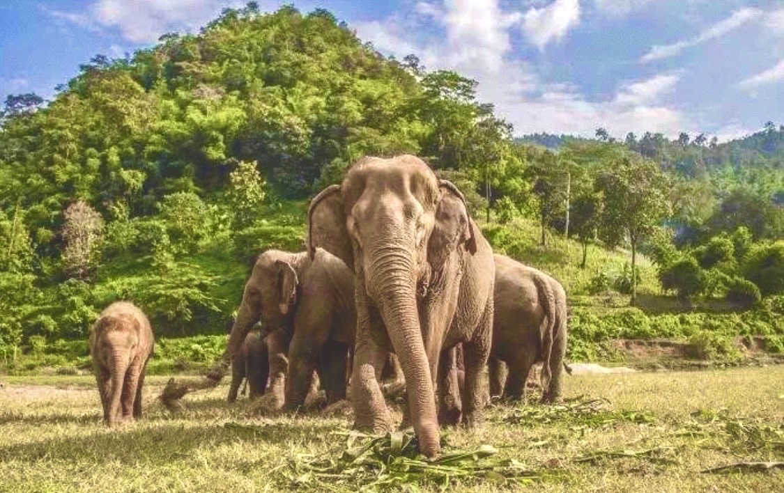 清迈kanta大象营！🔥🔥🔥🔥