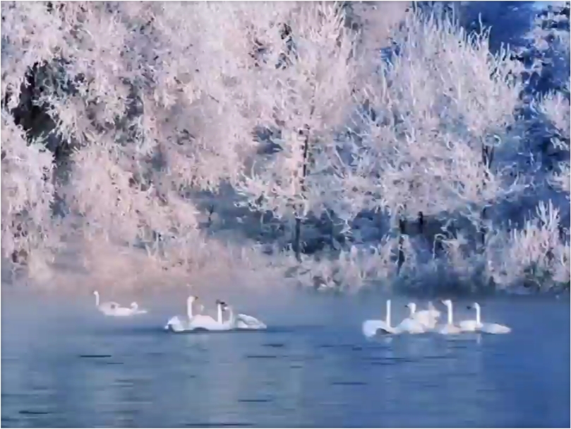 伊犁的天鹅湖来自西伯利亚的浪漫