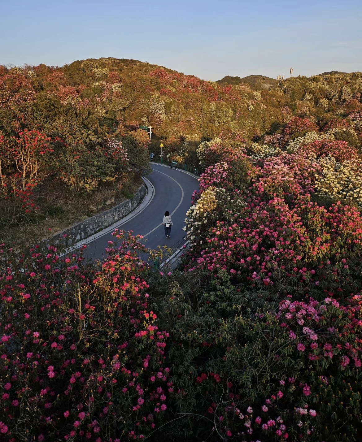 贵州花海🌸