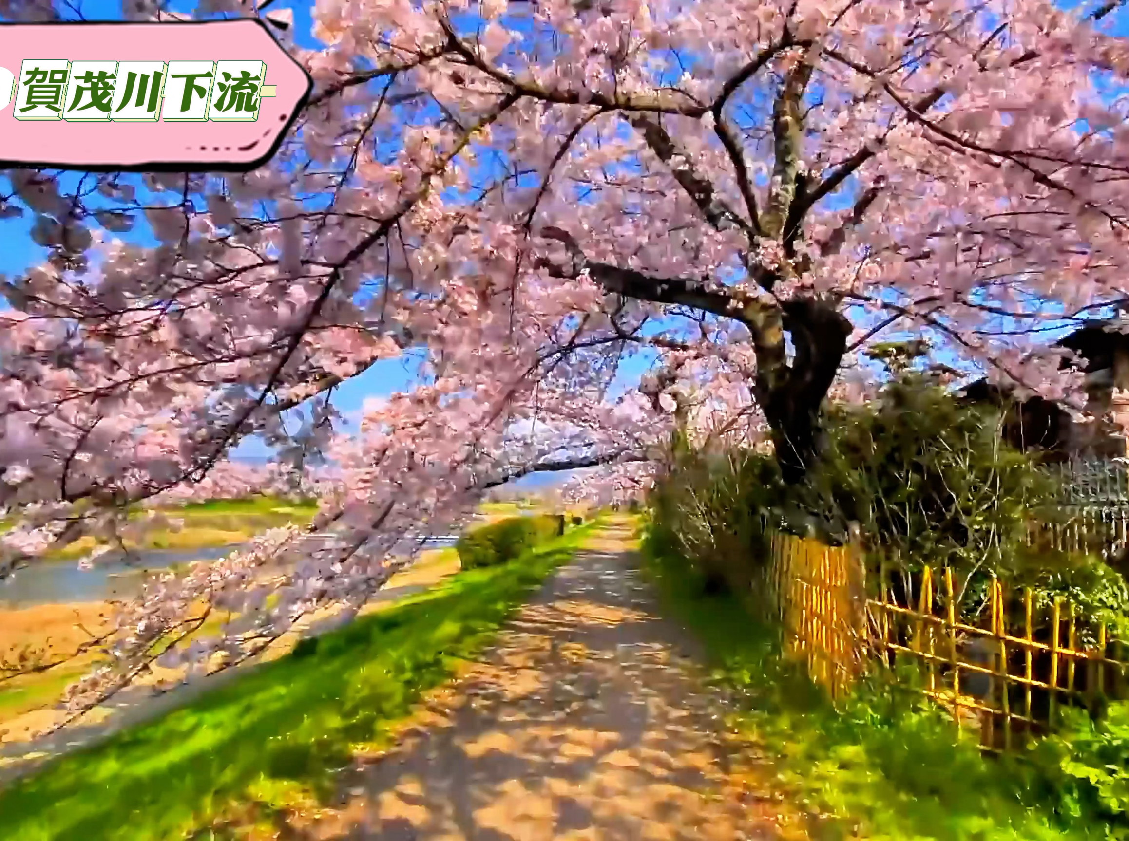 京都鸭川畔：樱花绽放下的静谧时光🌸🍵🚶‍♂️