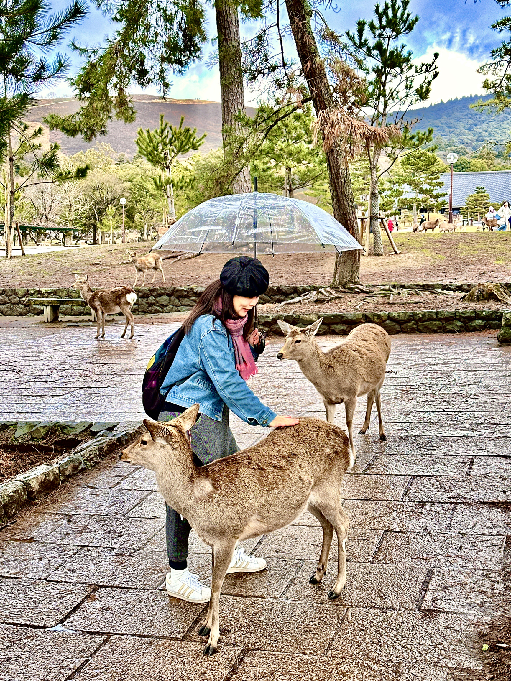与🦌共乐-探访日本奈良公园的萌🦌
