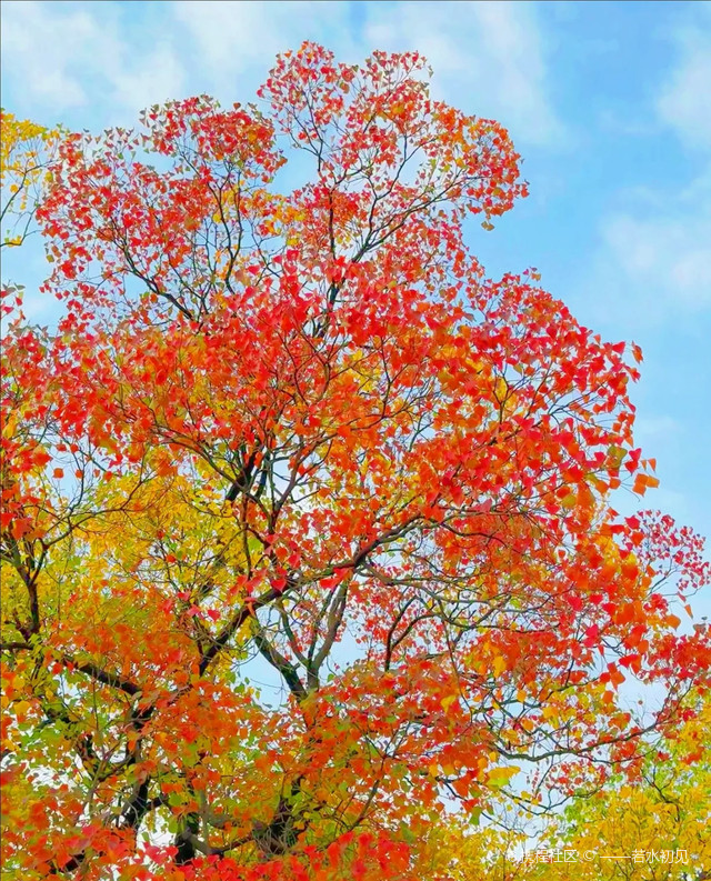 这么美的七彩树竟然不说! [heartbeat]