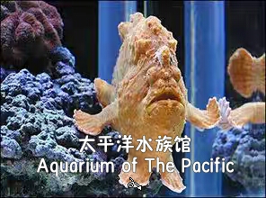 太平洋水族馆Aquarium of The Pacific